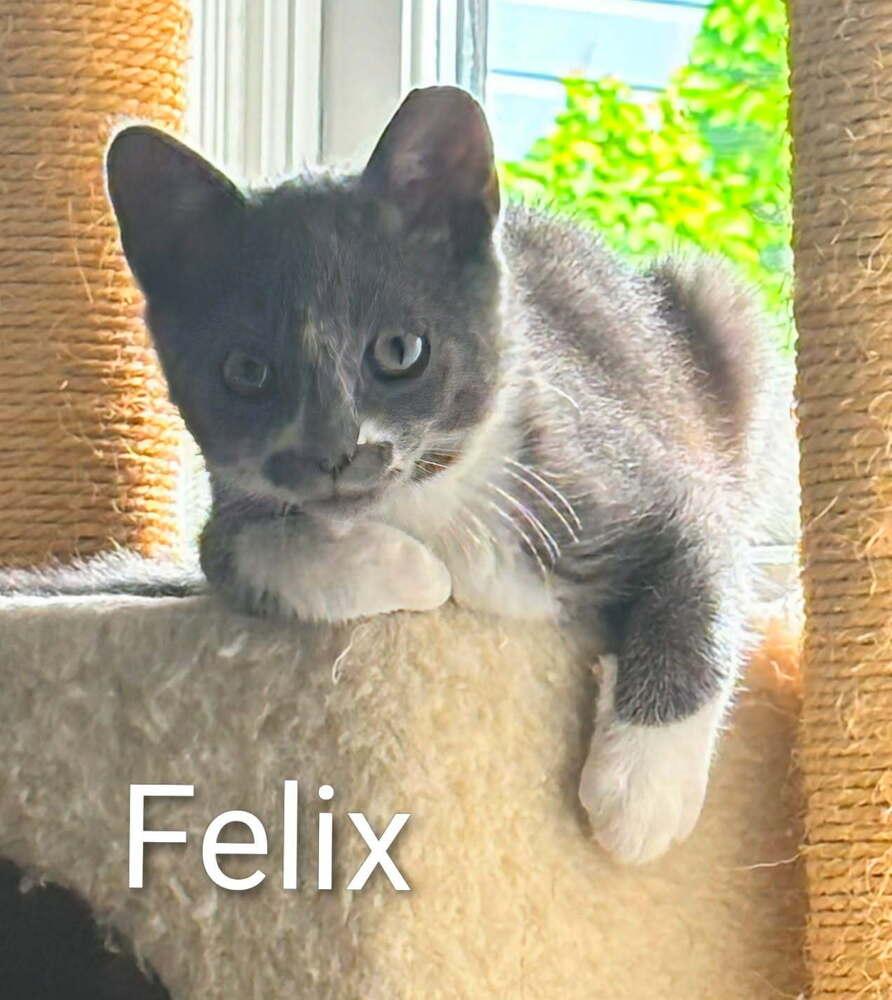 Felix, Adopted, Kitten Male Domestic Short Hair.
