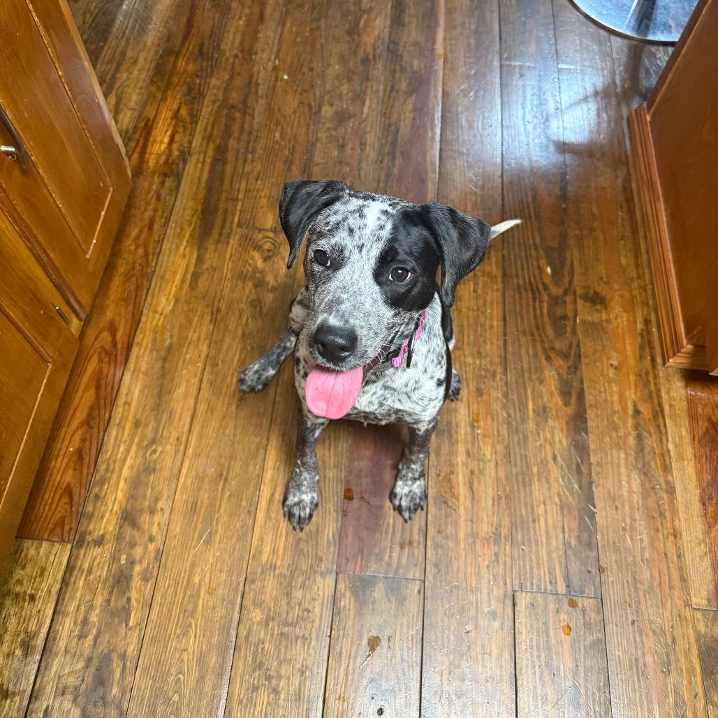 Enlarge *Courtesy Listing - Possum, a Adoptable Australian Cattle Dog / Blue Heeler in Tuscaloosa, AL image 1/5
