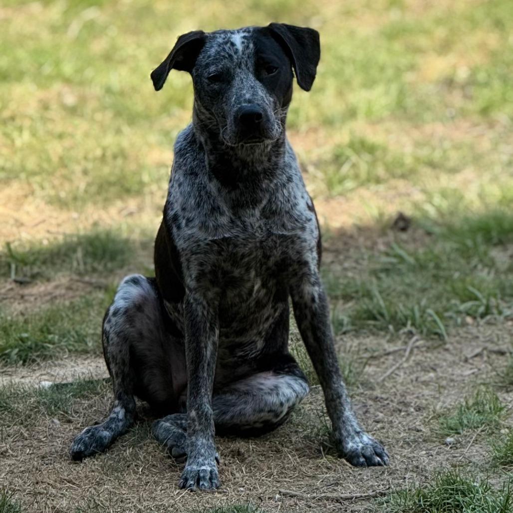 Enlarge *Courtesy Listing - Possum, a Adoptable Australian Cattle Dog / Blue Heeler in Tuscaloosa, AL image 2/5