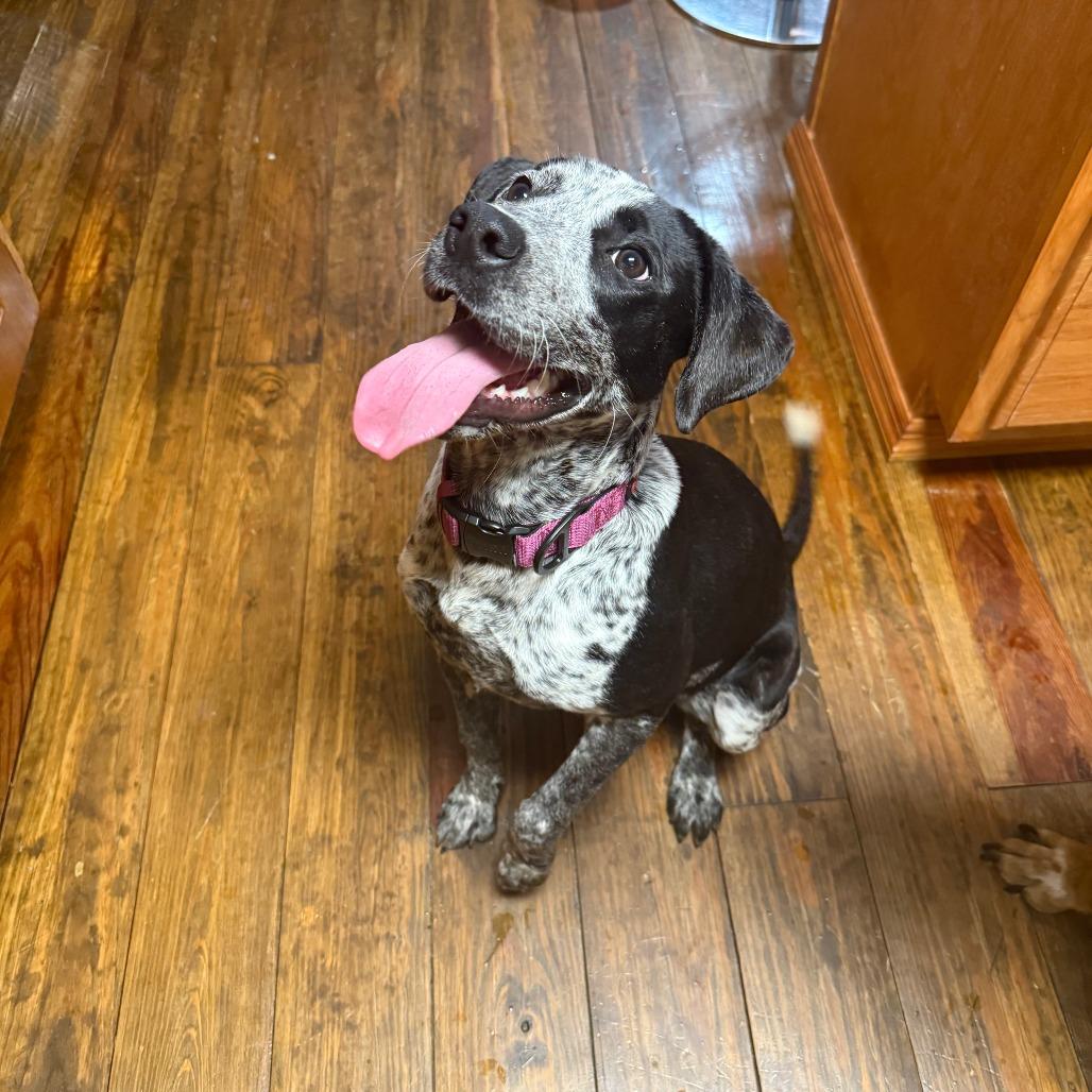 Enlarge *Courtesy Listing - Possum, a Adoptable Australian Cattle Dog / Blue Heeler in Tuscaloosa, AL image 4/5
