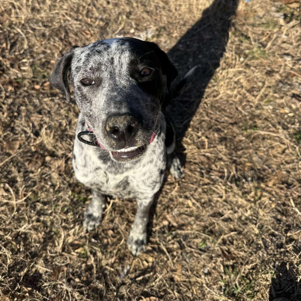 Enlarge *Courtesy Listing - Possum, a Adoptable Australian Cattle Dog / Blue Heeler in Tuscaloosa, AL image 5/5