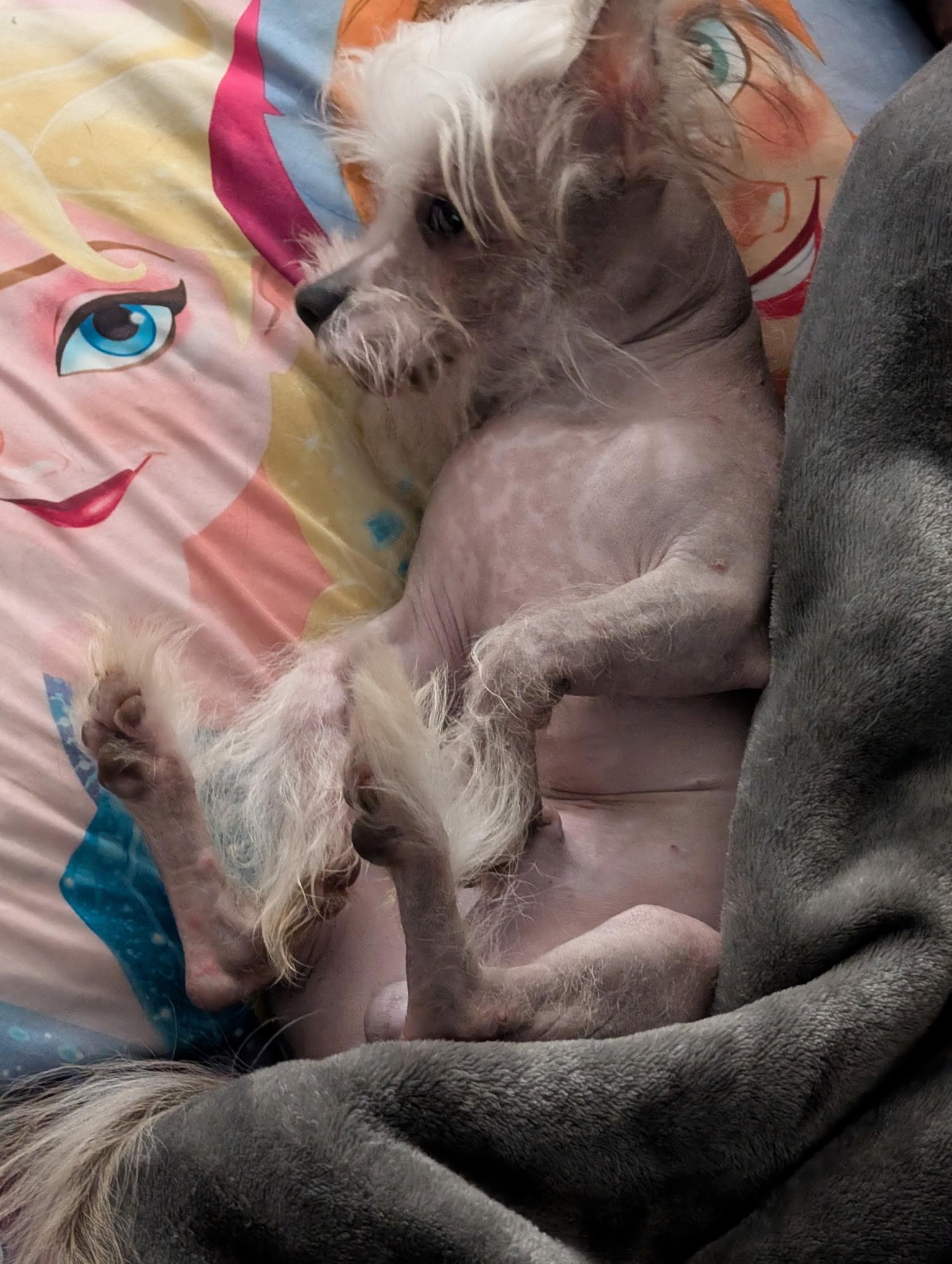 Trace (Cyrus), Adopted, Puppy Male Chinese Crested Dog & Chihuahua.