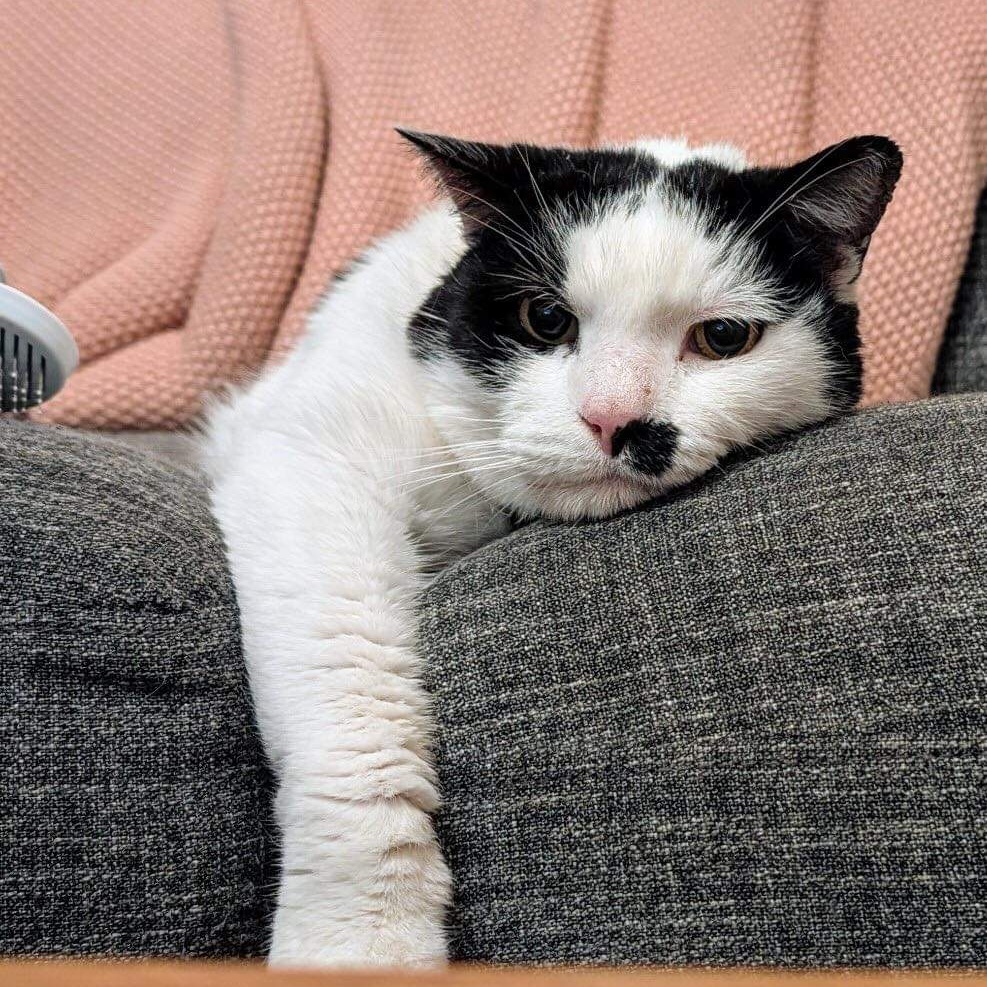 McFlurry, a Adoptable Domestic Short Hair in Norwich, CT image 6/6