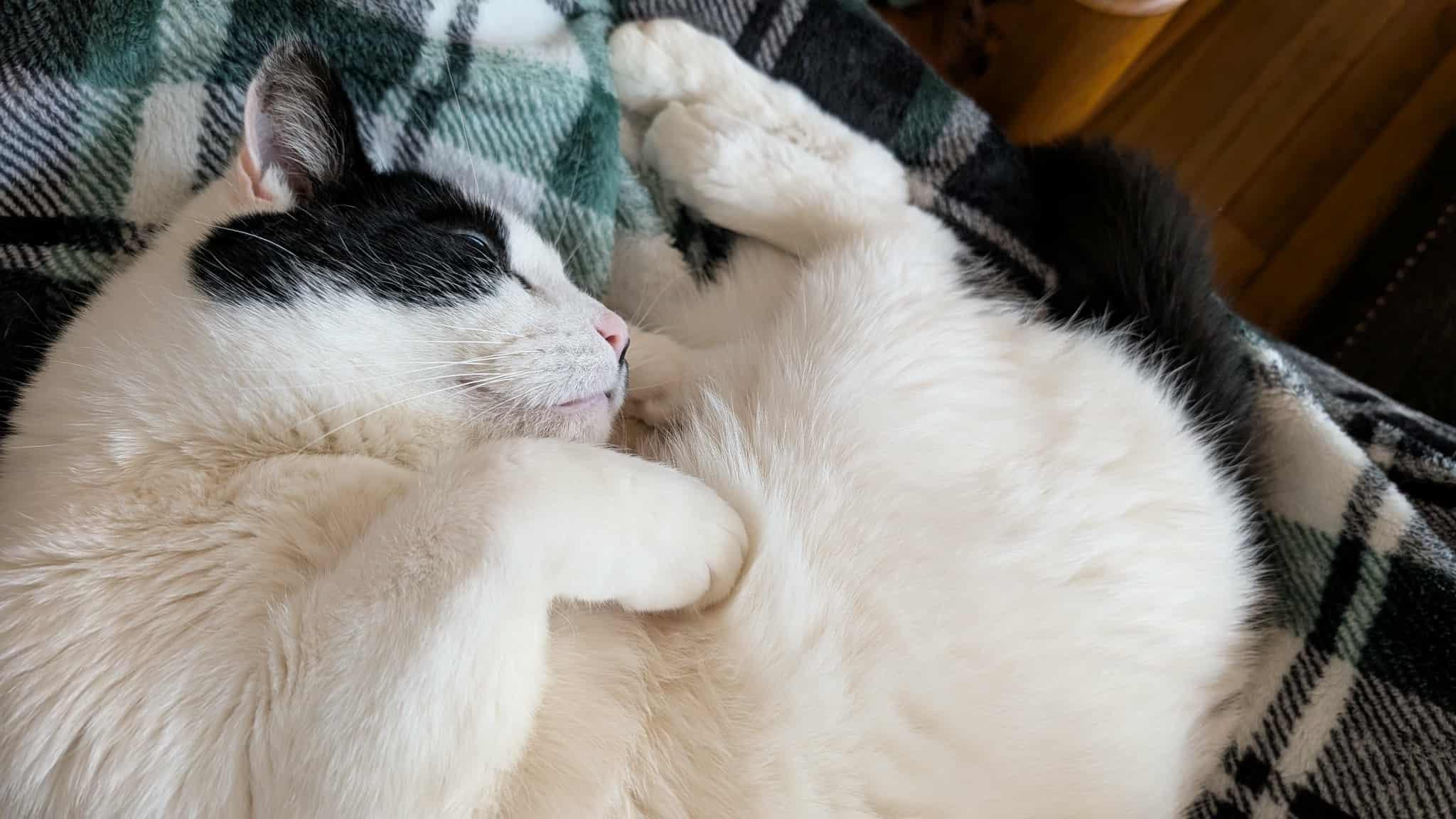 McFlurry, a Adoptable Domestic Short Hair in Norwich, CT image 1/6