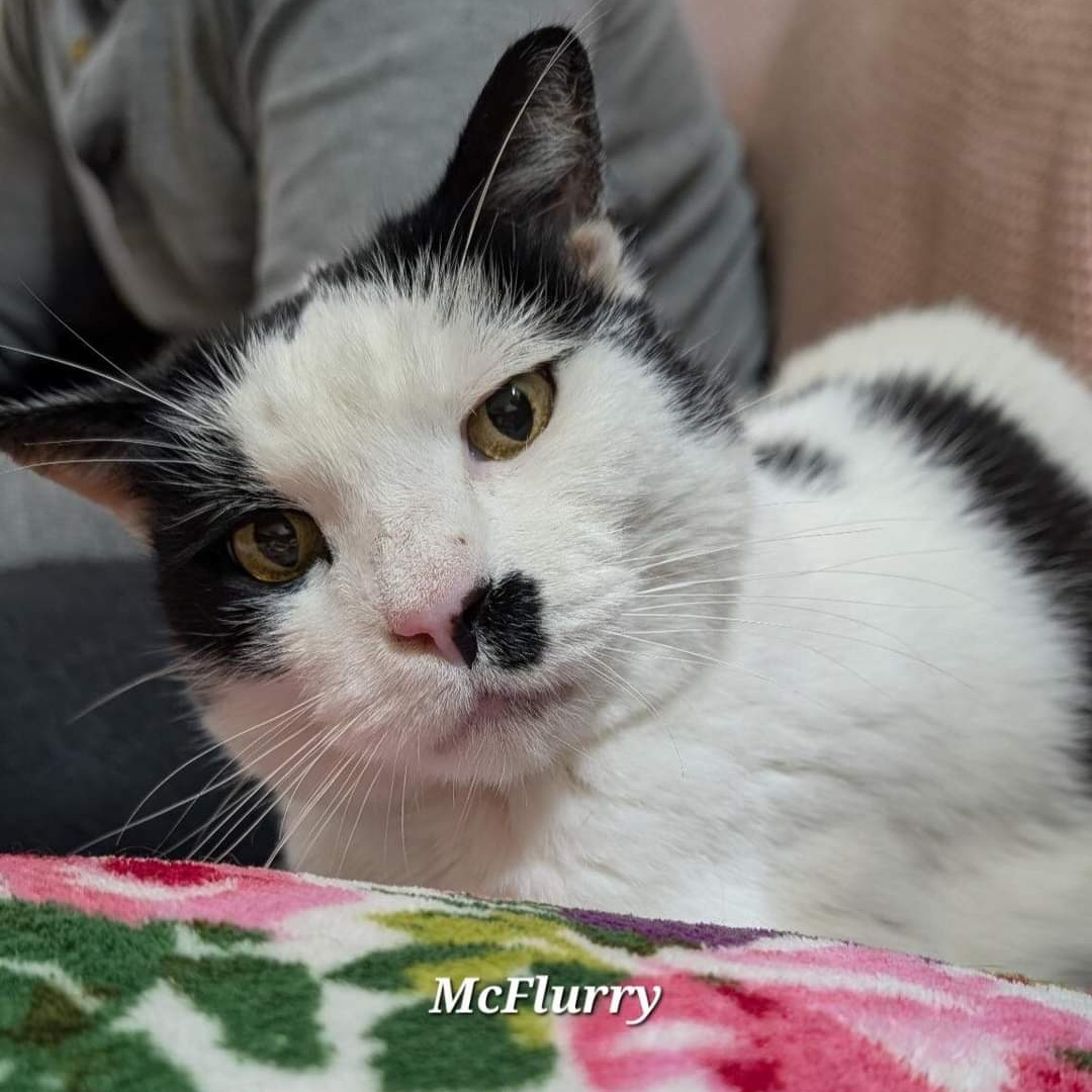 McFlurry, a Adoptable Domestic Short Hair in Norwich, CT image 2/6