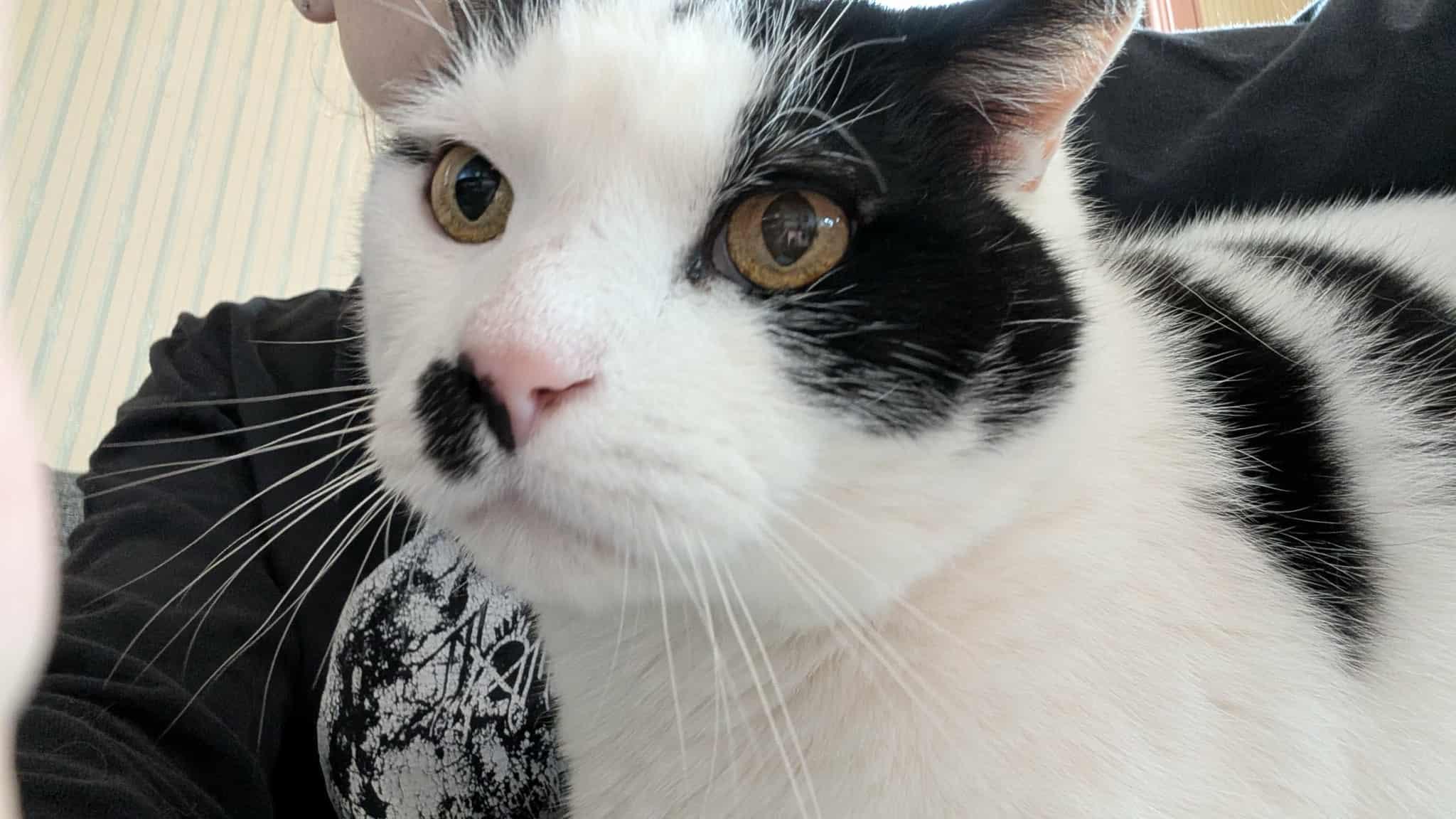 McFlurry, a Adoptable Domestic Short Hair in Norwich, CT image 3/6