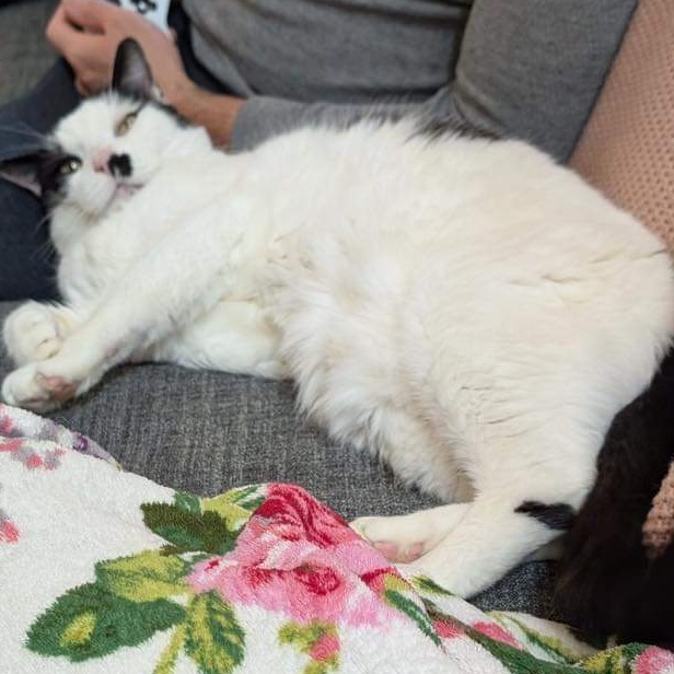 McFlurry, a Adoptable Domestic Short Hair in Norwich, CT image 5/6