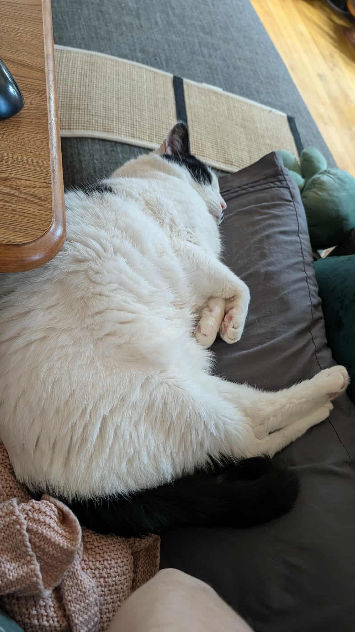 McFlurry, a Adoptable Domestic Short Hair in Norwich, CT image 4/6