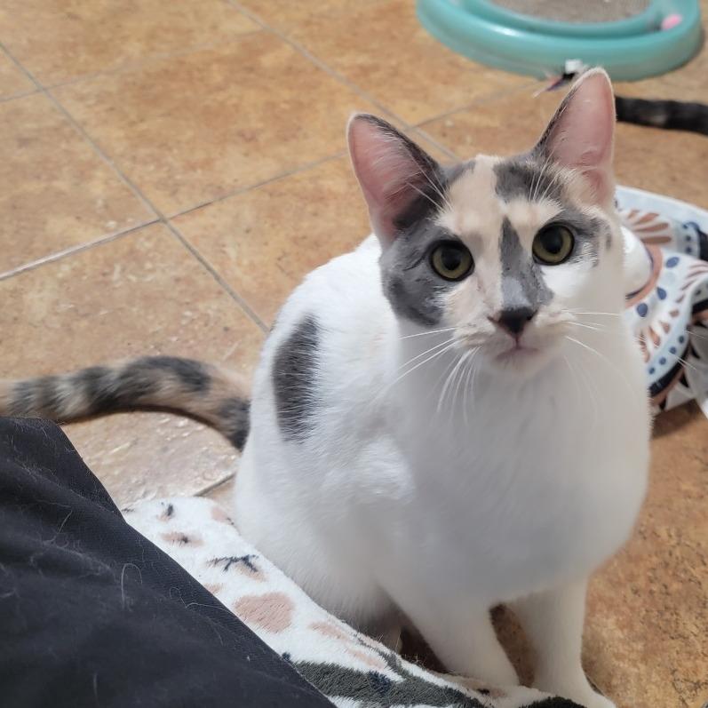 Enlarge Ginger Spice, a Adoptable Domestic Short Hair in Roselle, IL image 1/2