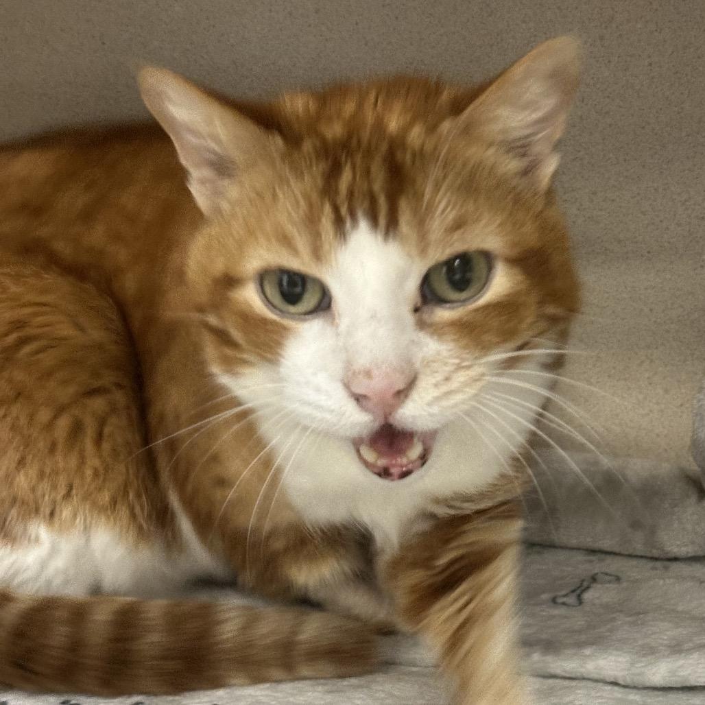 Enlarge Hobbit, a Adoptable Domestic Short Hair in Lakeland, FL image 1/1