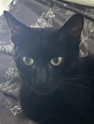 Tallie, ADOPTABLE, Young Female Domestic Short Hair.