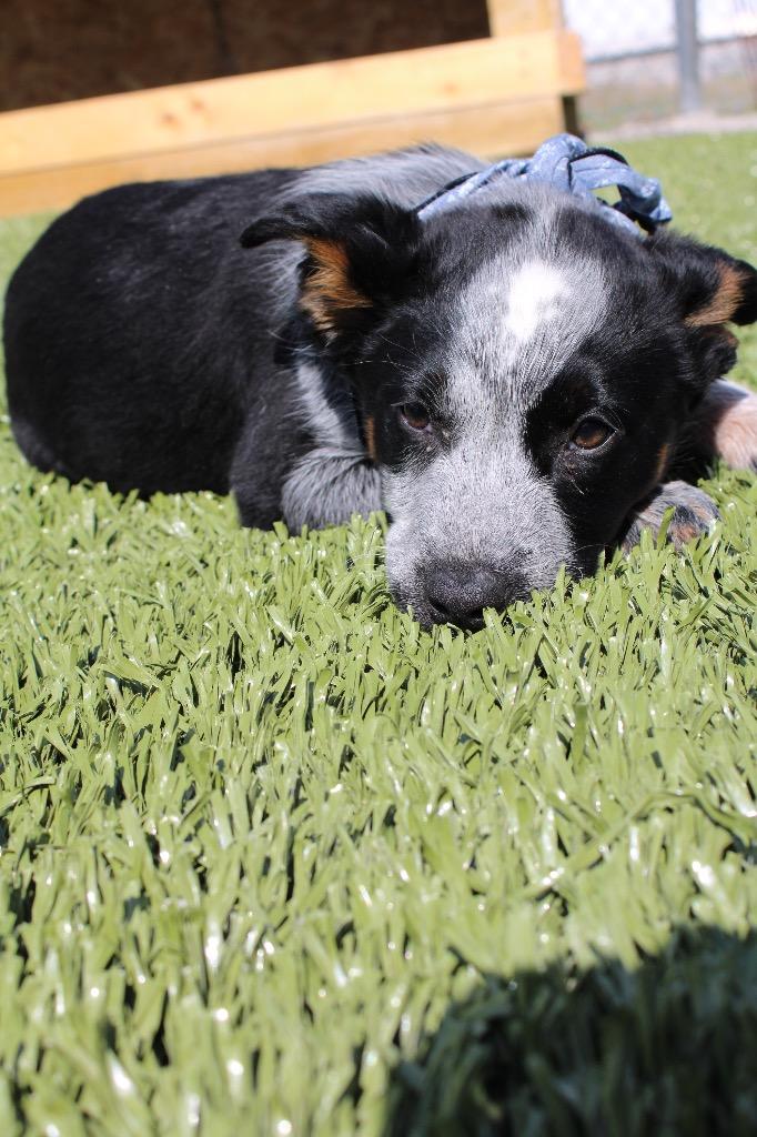Ily, Adoptable, Puppy Female Cattle Dog & Australian Shepherd.