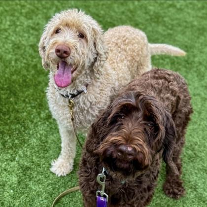 Gromit, Adoptable, Adult Female Standard Poodle & Mixed Breed.