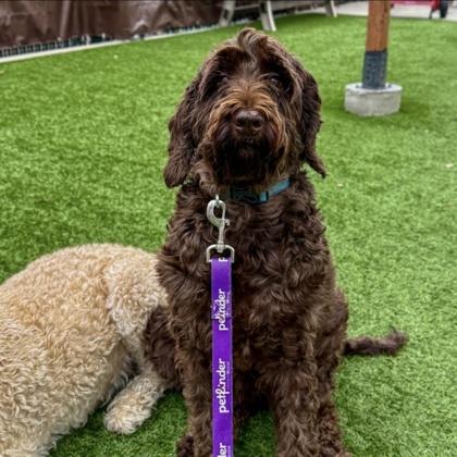 Enlarge Gromit, a Adoptable mixed breed in San Francisco, CA image 3/3