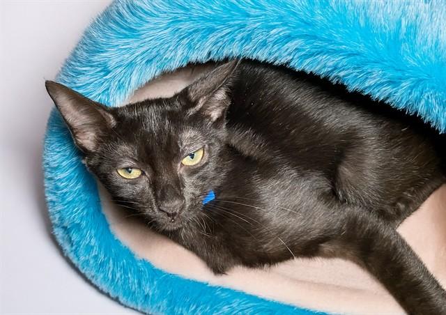 MUSCARI, Adoptable, Kitten Male Domestic Short Hair.