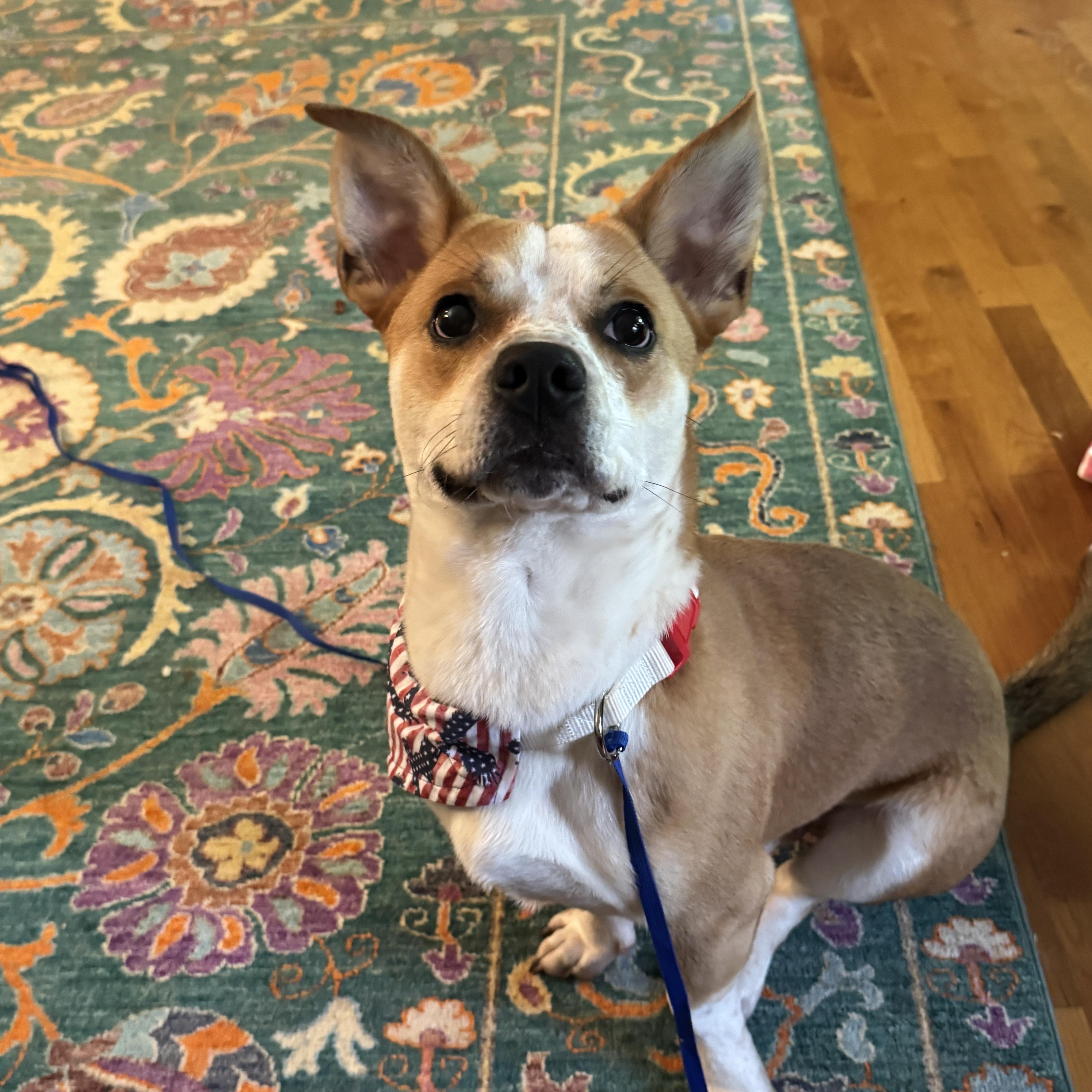 Bear, a ADOPTABLE mixed breed in Maiden, NC image 6/6