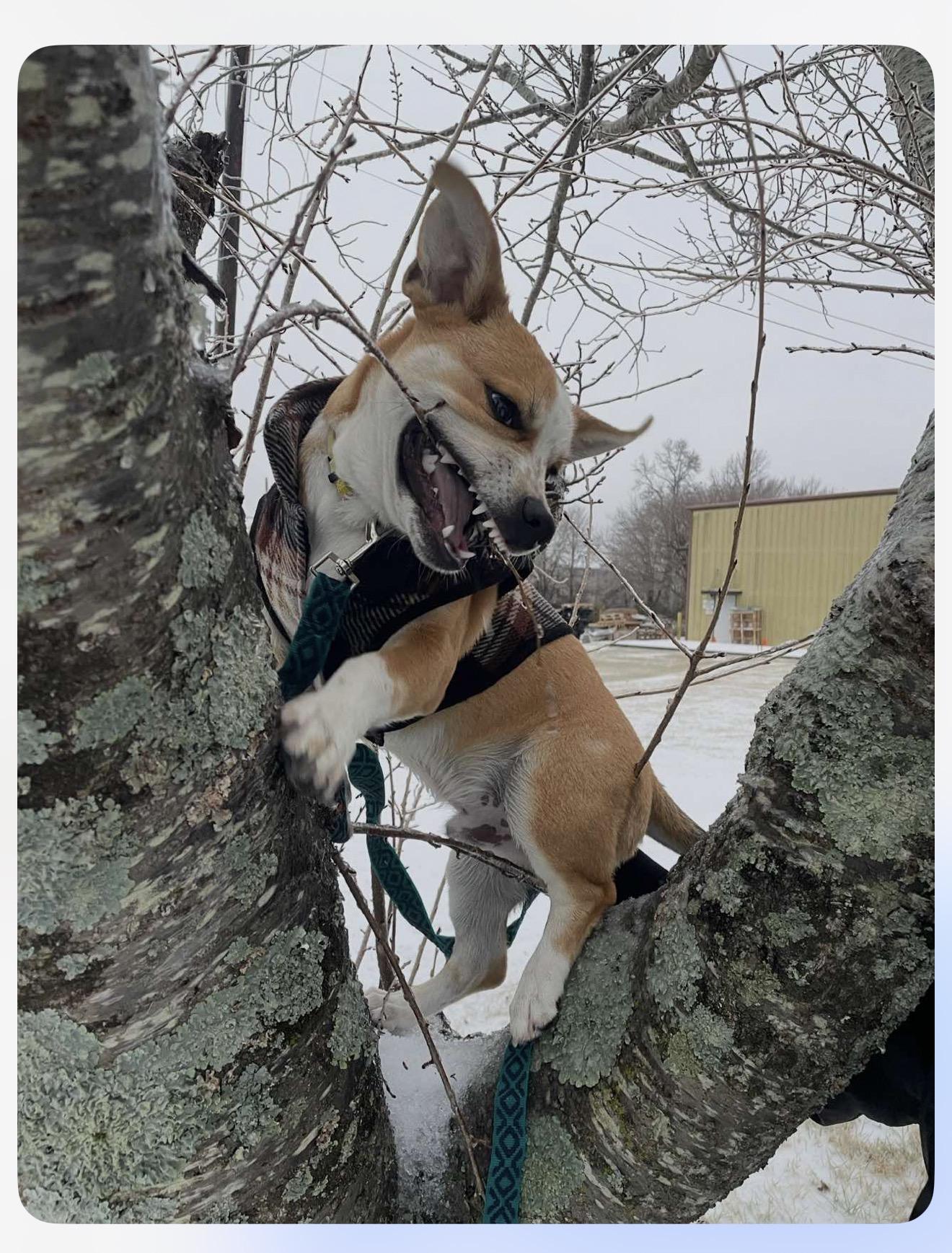 Bear, a ADOPTABLE mixed breed in Maiden, NC image 3/6