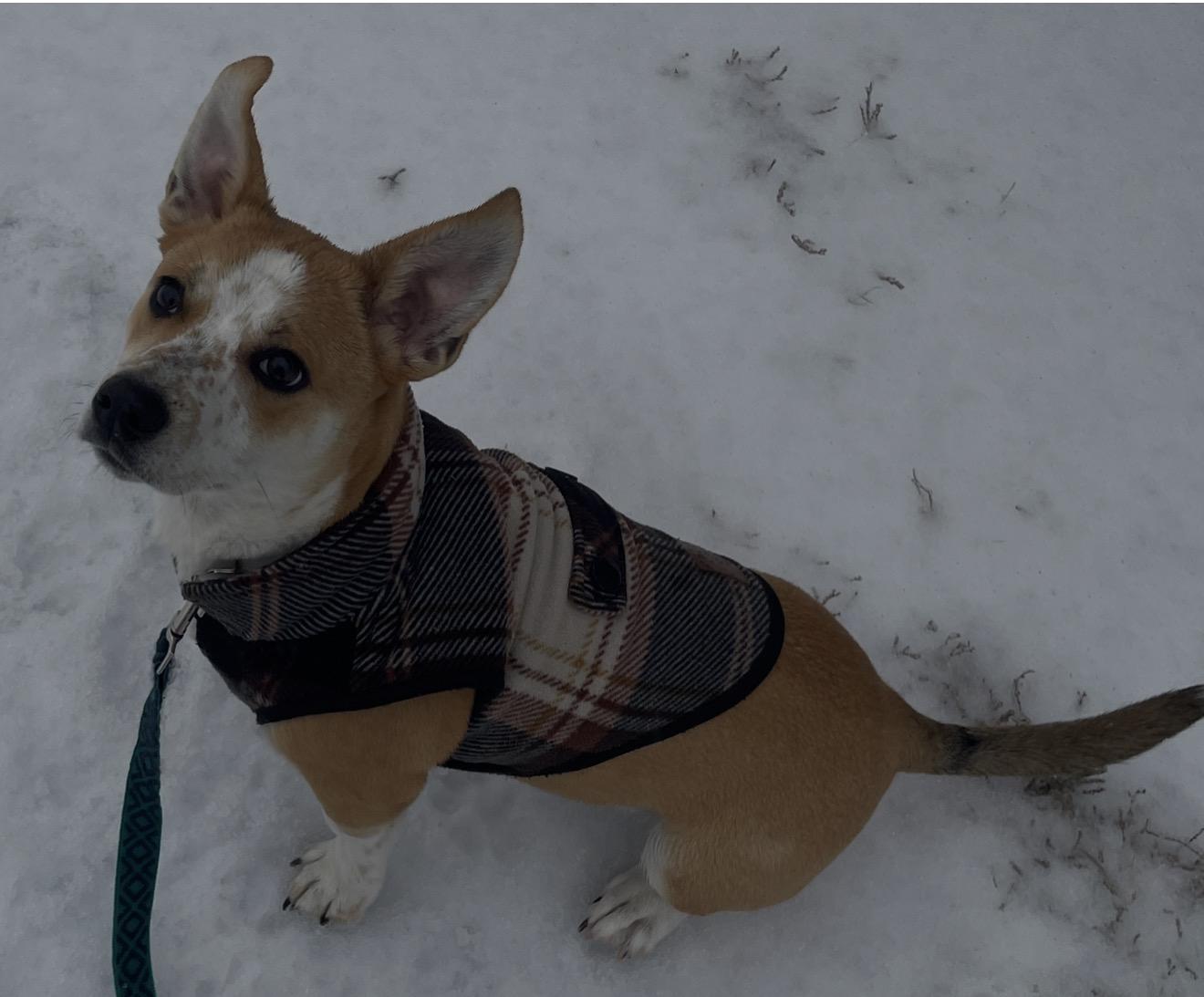 Bear, a ADOPTABLE mixed breed in Maiden, NC image 2/6