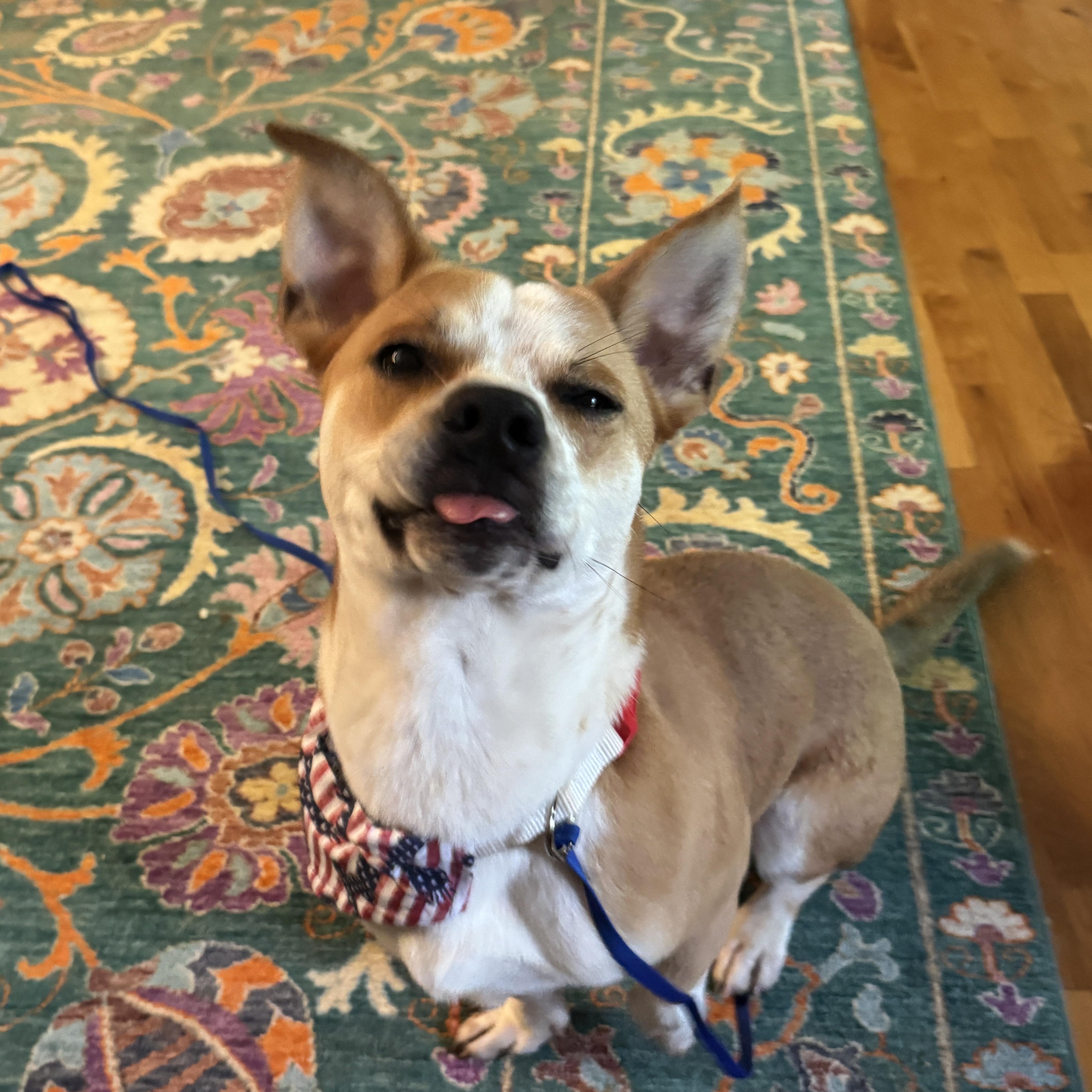 Bear, a ADOPTABLE mixed breed in Maiden, NC image 5/6