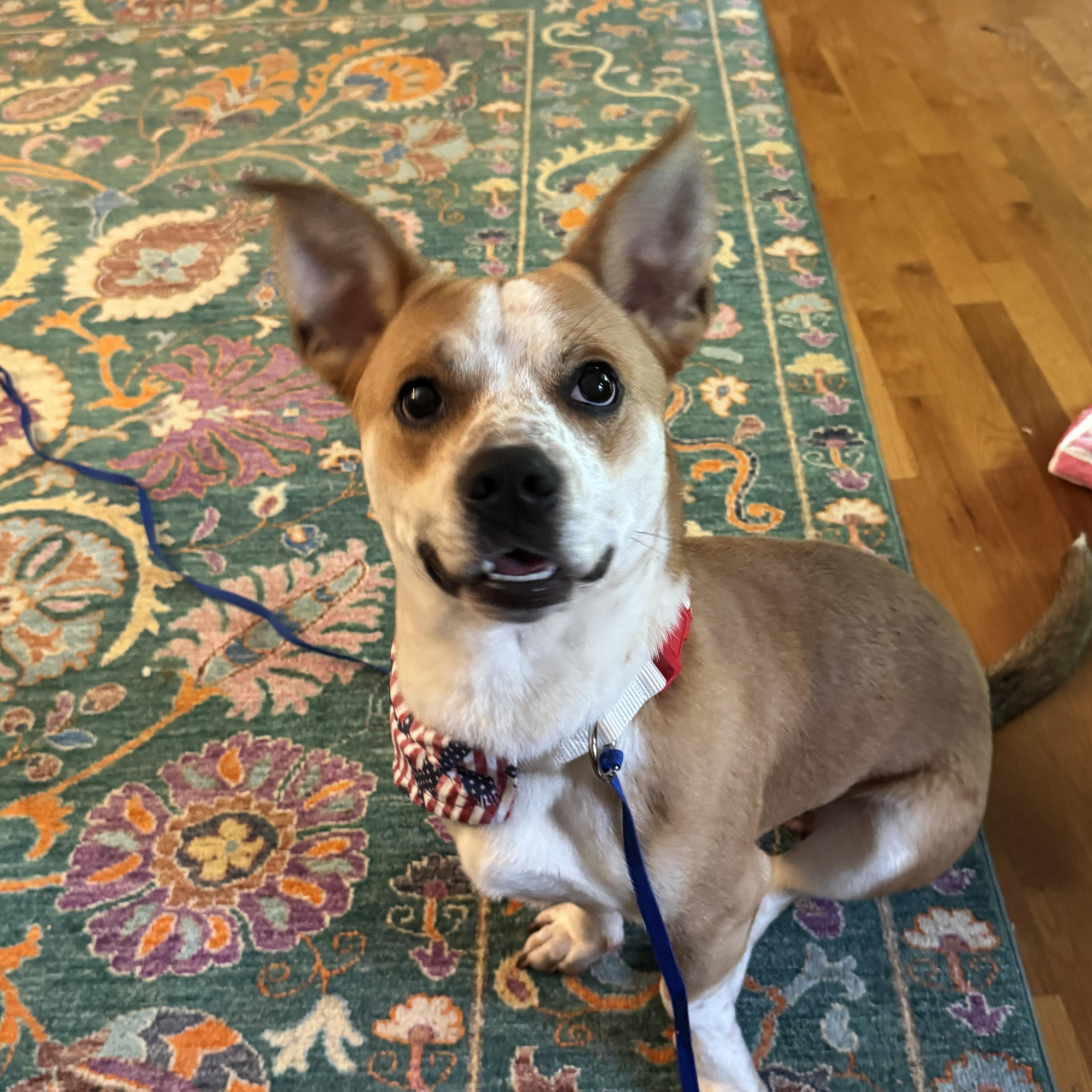 Bear, ADOPTABLE, Young Male Cardigan Welsh Corgi & Jack Russell Terrier.