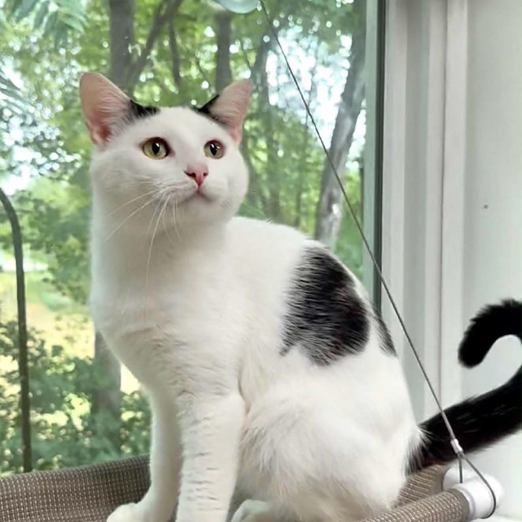 Enlarge Tip, a Adoptable Domestic Short Hair in Walnut Cove, NC image 1/5