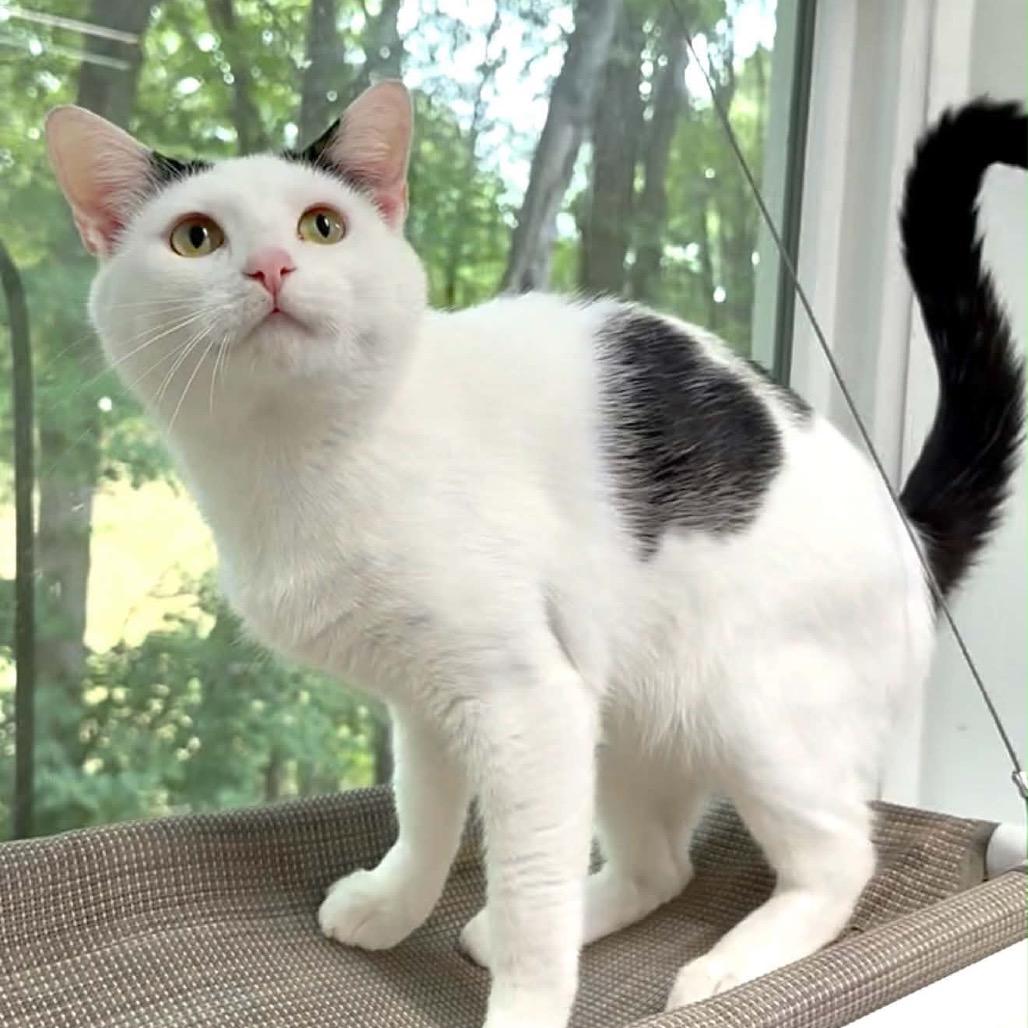 Enlarge Tip, a Adoptable Domestic Short Hair in Walnut Cove, NC image 2/5