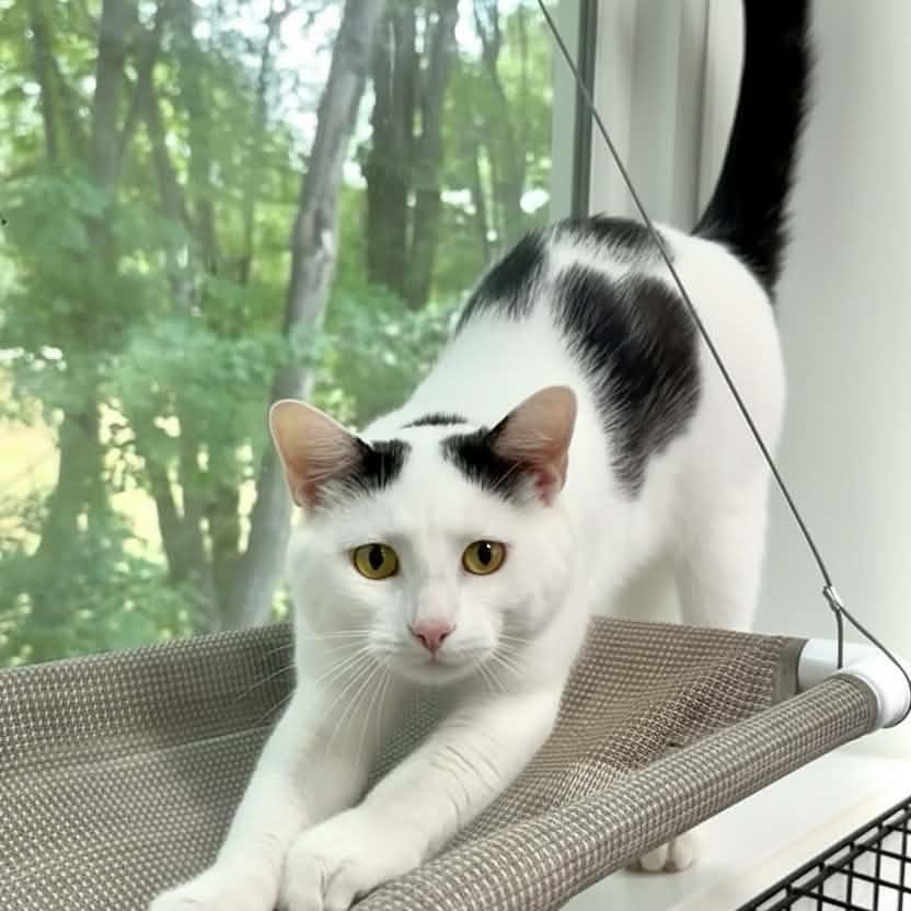 Enlarge Tip, a Adoptable Domestic Short Hair in Walnut Cove, NC image 3/5