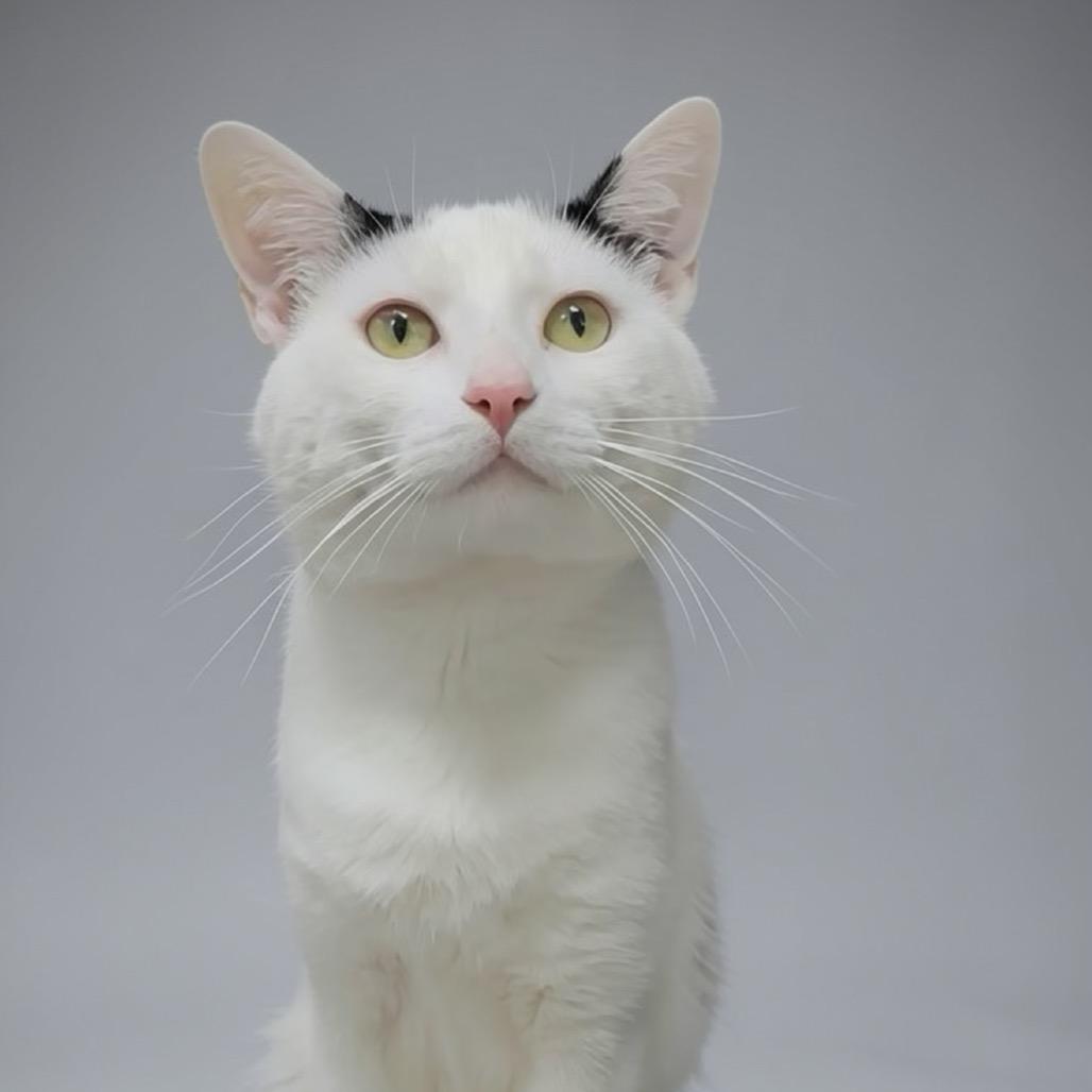 Enlarge Tip, a Adoptable Domestic Short Hair in Walnut Cove, NC image 4/5