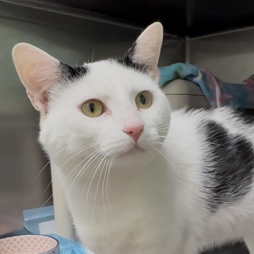 Enlarge Tip, a Adoptable Domestic Short Hair in Walnut Cove, NC image 5/5