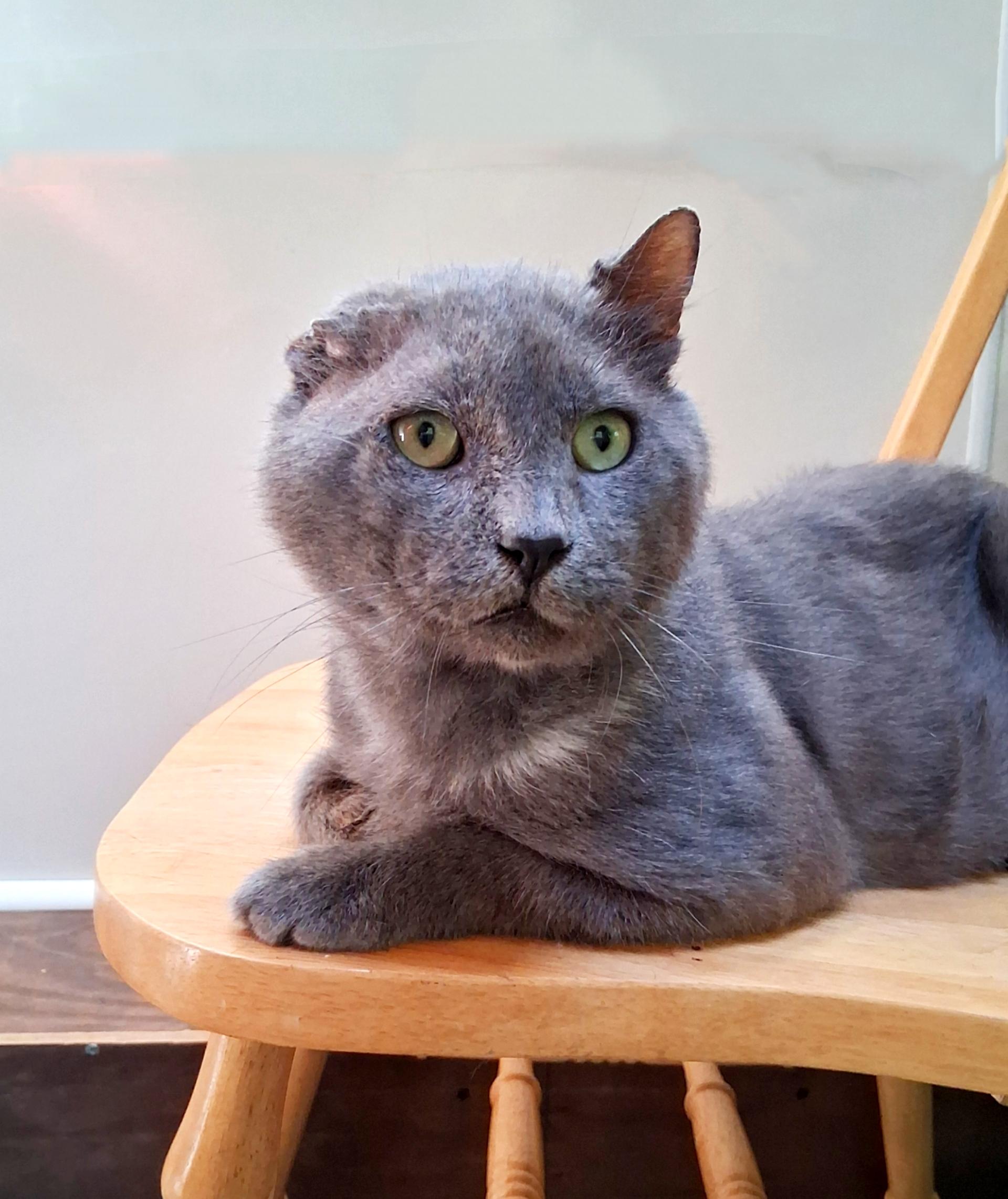 Vincent van Meow, Adoptable, Adult Male Russian Blue.