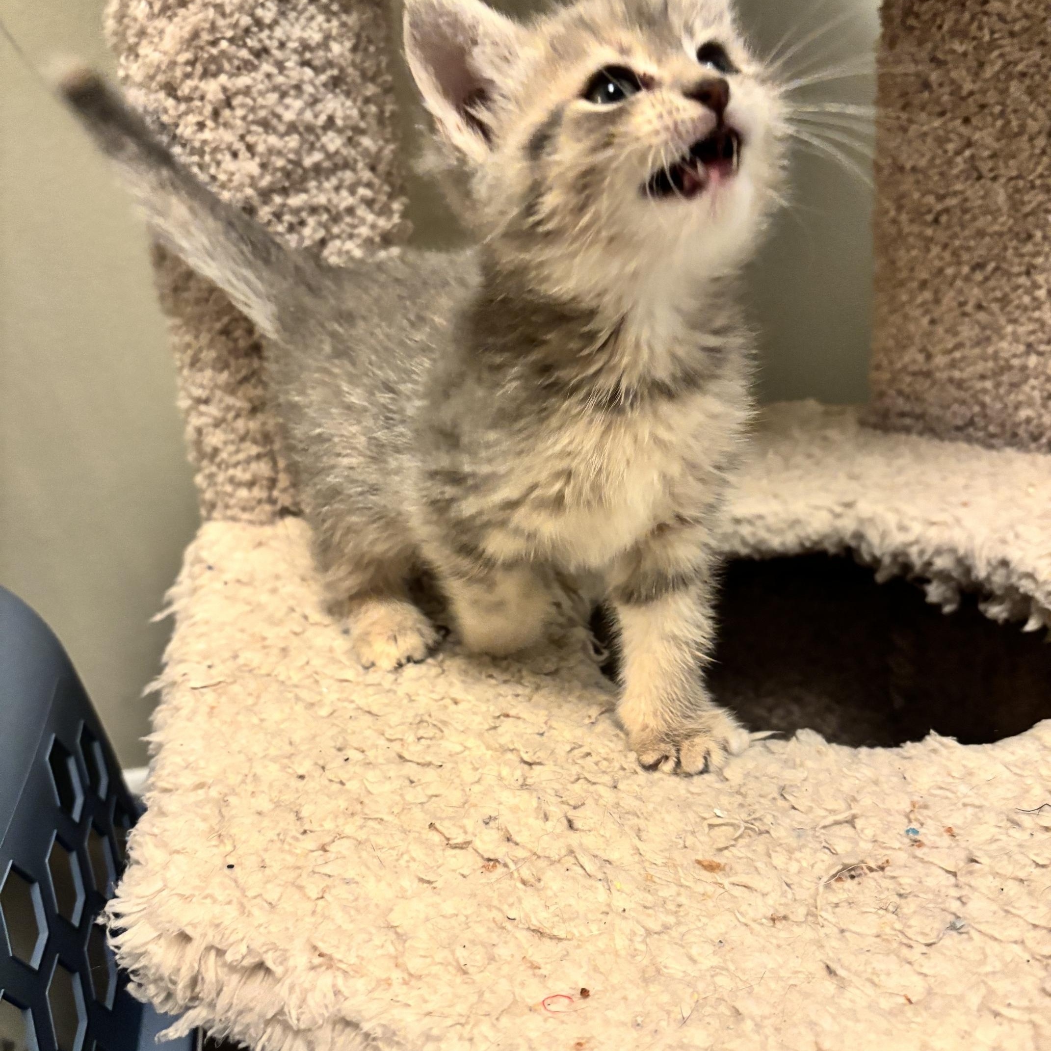 Enlarge Daphne, a Adoptable Domestic Short Hair in Minneapolis, MN image 4/5