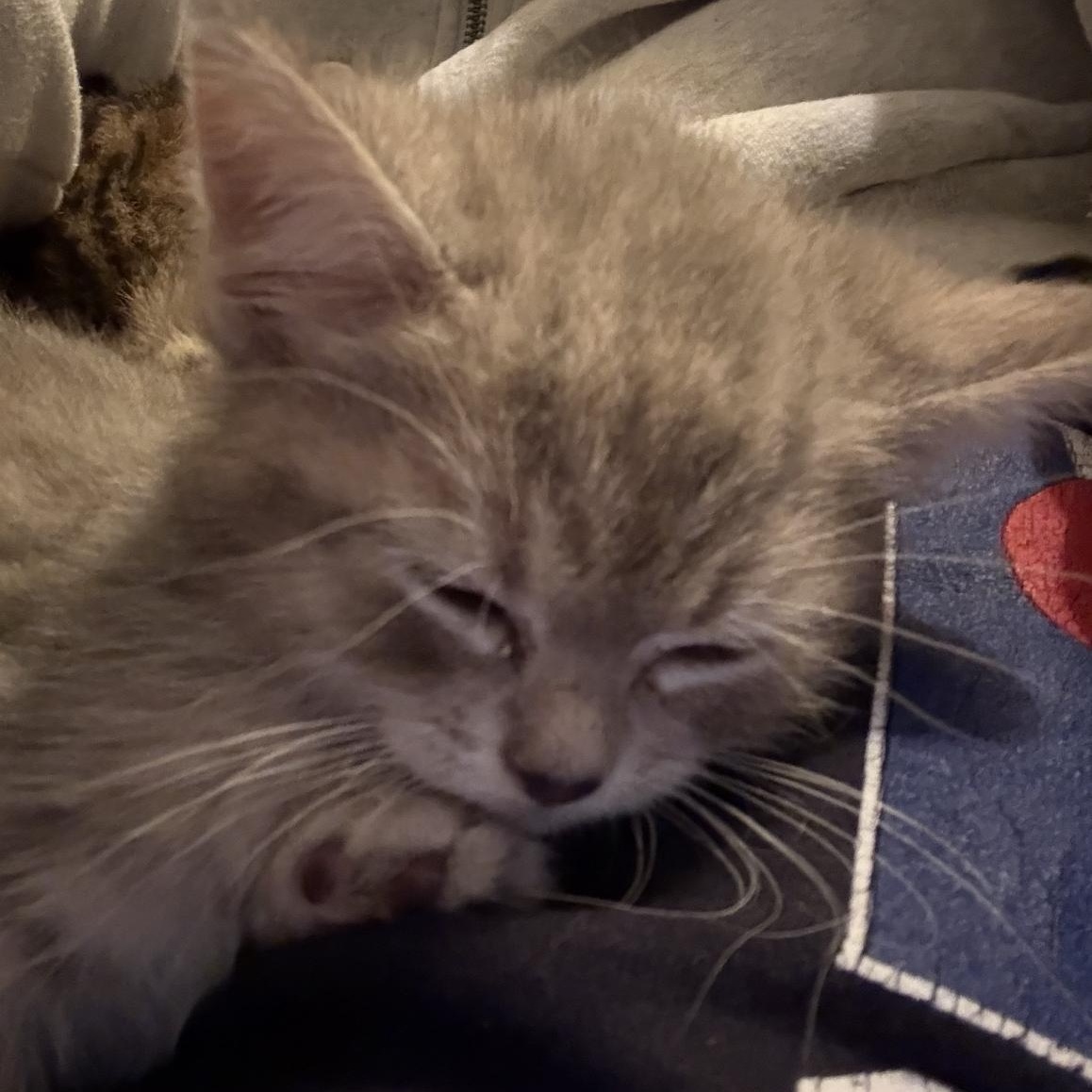 Enlarge Daphne, a Adoptable Domestic Short Hair in Minneapolis, MN image 2/5