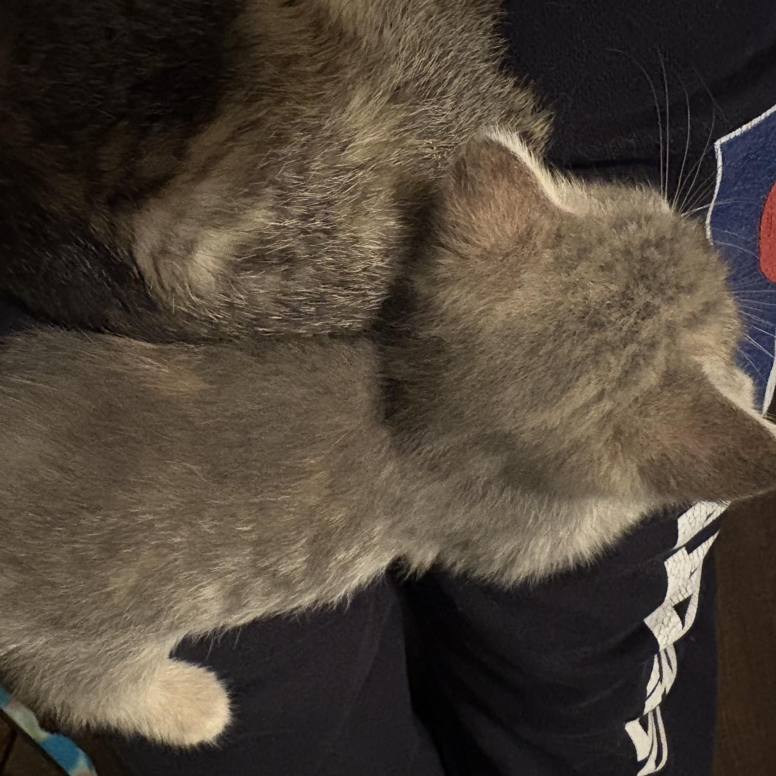 Enlarge Daphne, a Adoptable Domestic Short Hair in Minneapolis, MN image 5/5