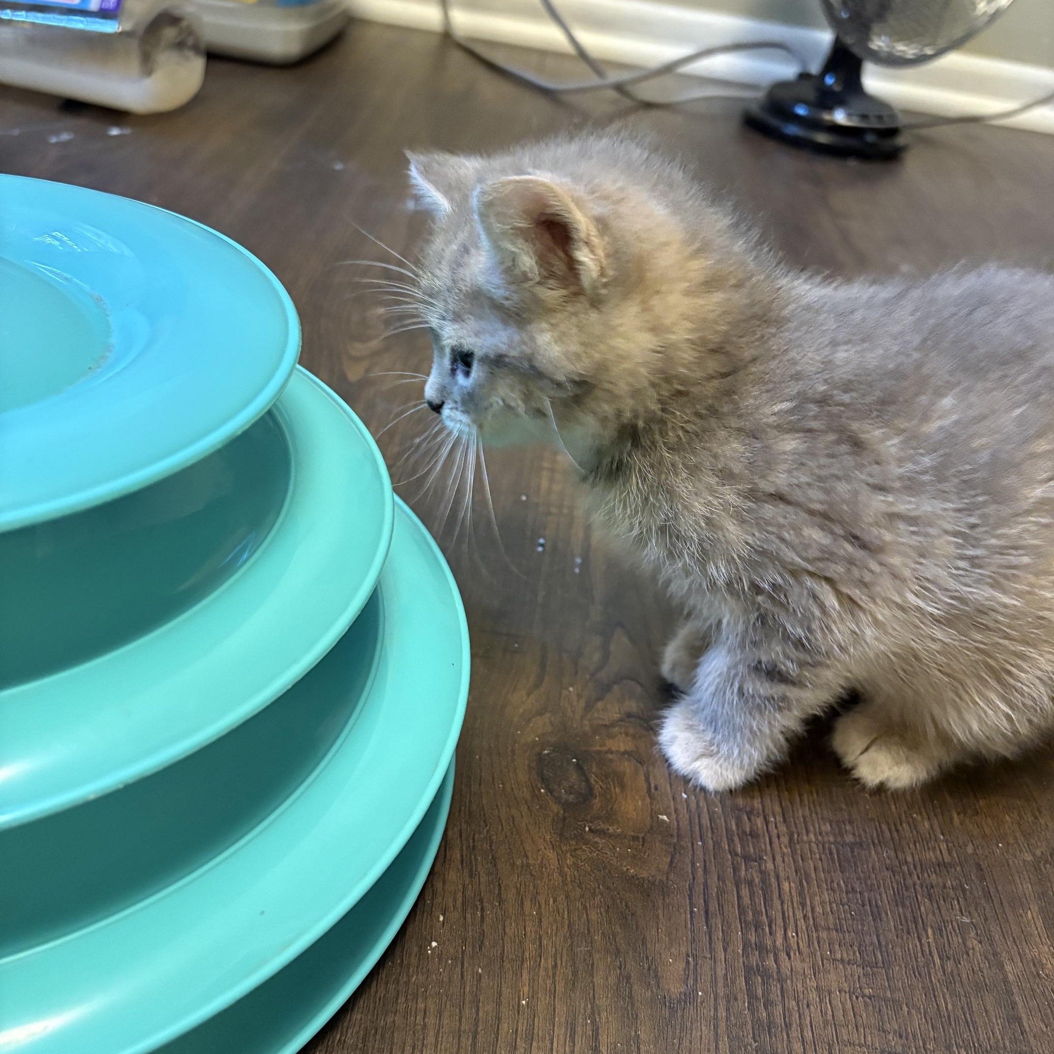 Enlarge Daphne, a Adoptable Domestic Short Hair in Minneapolis, MN image 3/5