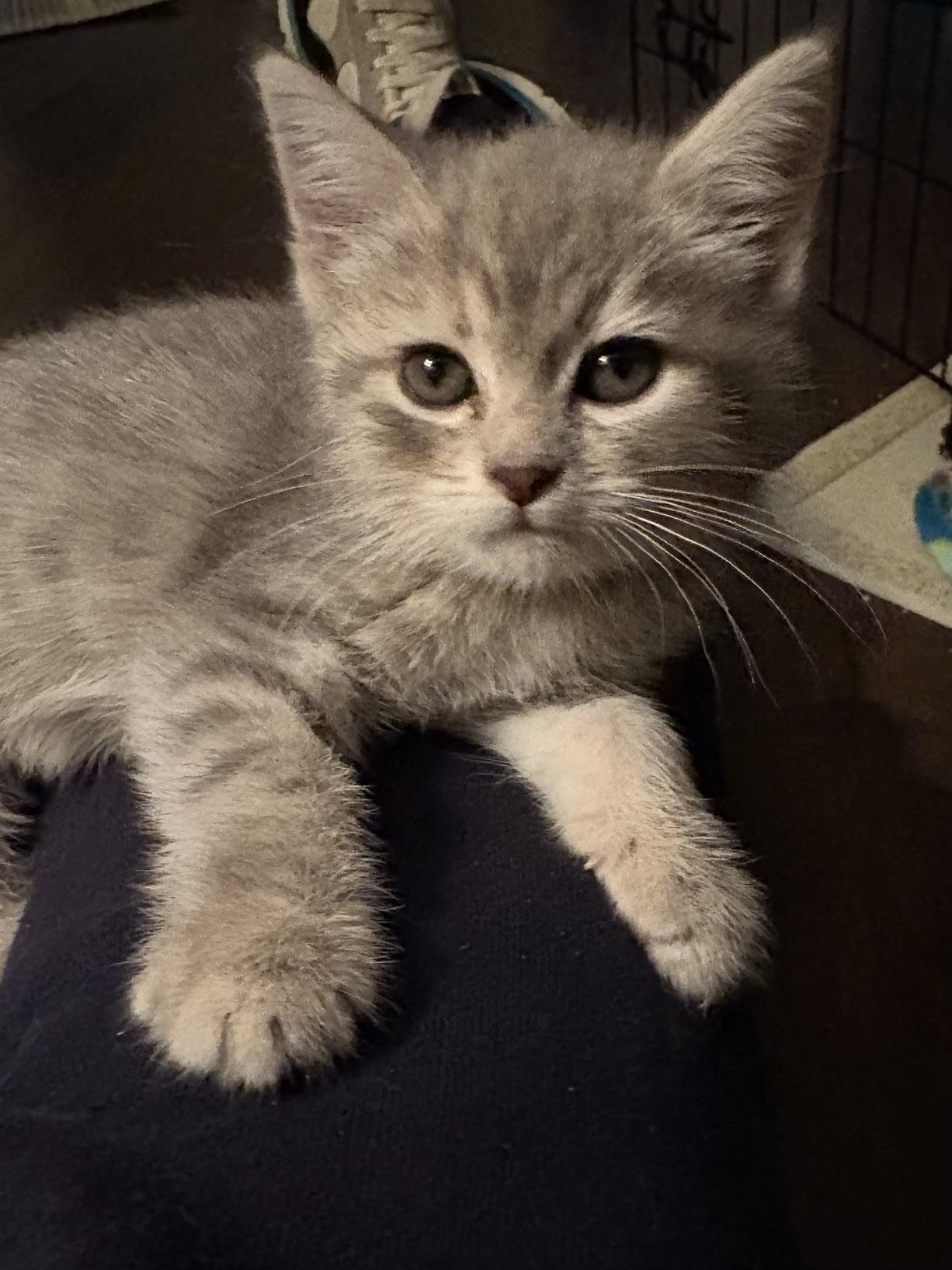 Enlarge Daphne, a Adoptable Domestic Short Hair in Minneapolis, MN image 1/5