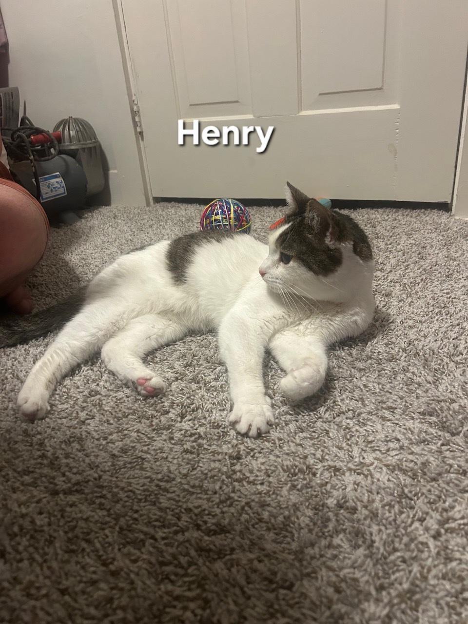 Enlarge Henry, a Adoptable Domestic Short Hair in Temple, PA image 1/4