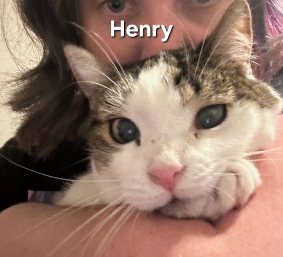 Enlarge Henry, a Adoptable Domestic Short Hair in Temple, PA image 3/4
