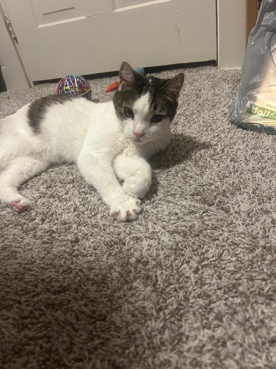 Enlarge Henry, a Adoptable Domestic Short Hair in Temple, PA image 2/4