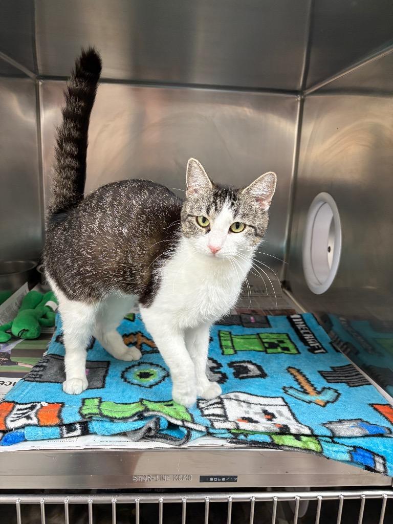 Enlarge Opal, a Adoptable mixed breed in Findlay, OH image 1/1