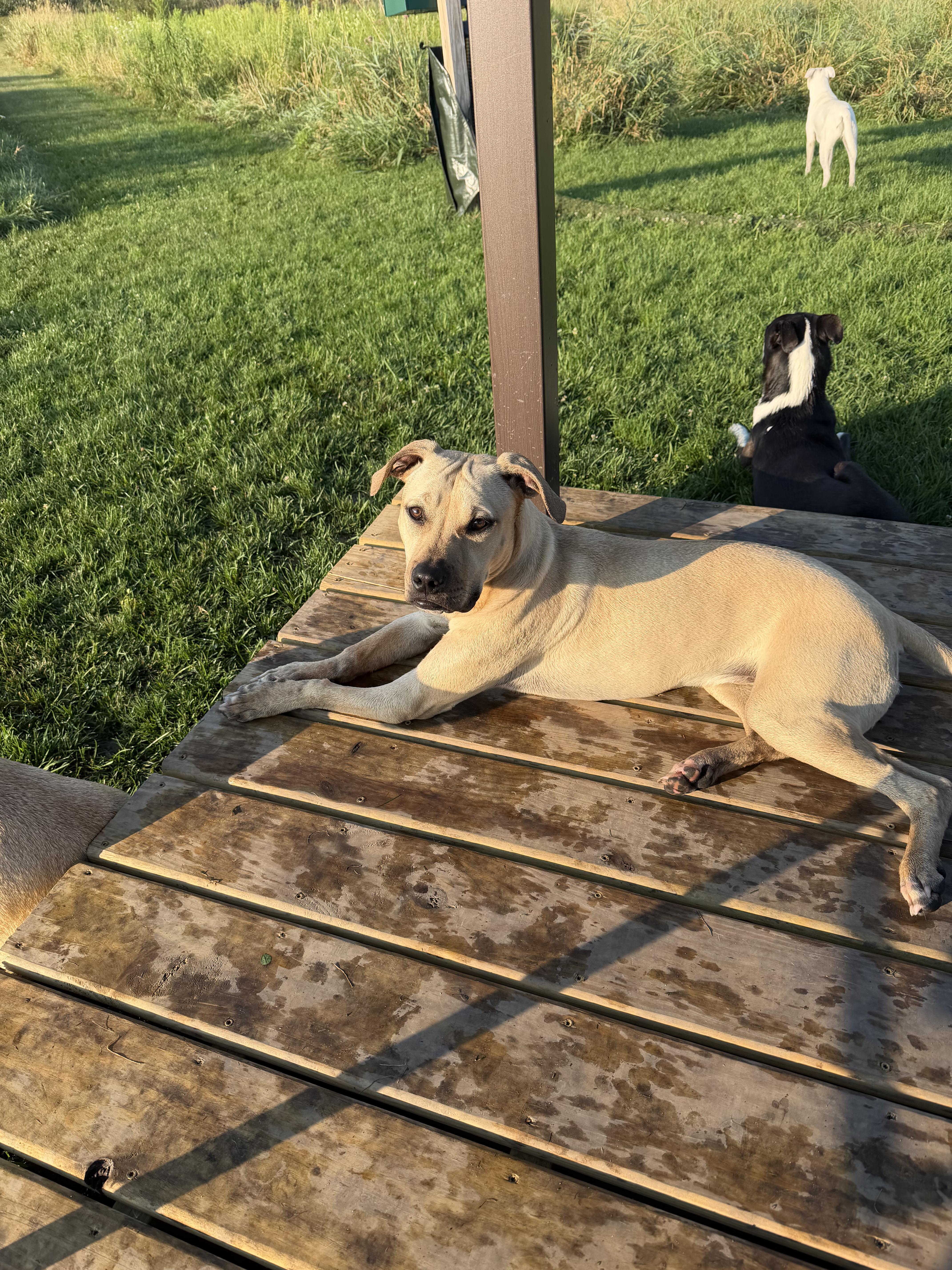 Enlarge Endo, a Adoptable mixed breed in Watertown, WI image 3/6