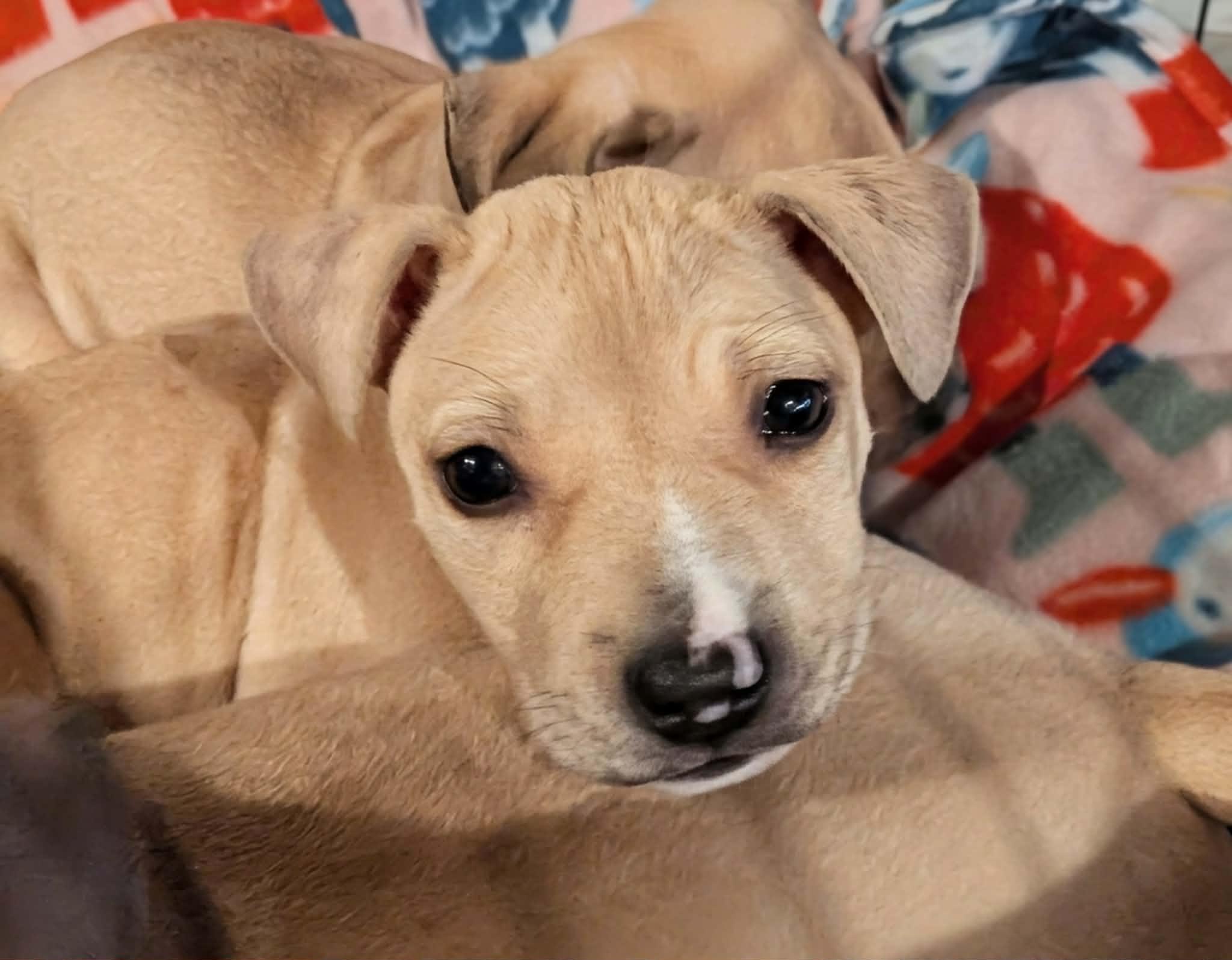 Endo, ADOPTABLE, Puppy Male Mixed Breed.