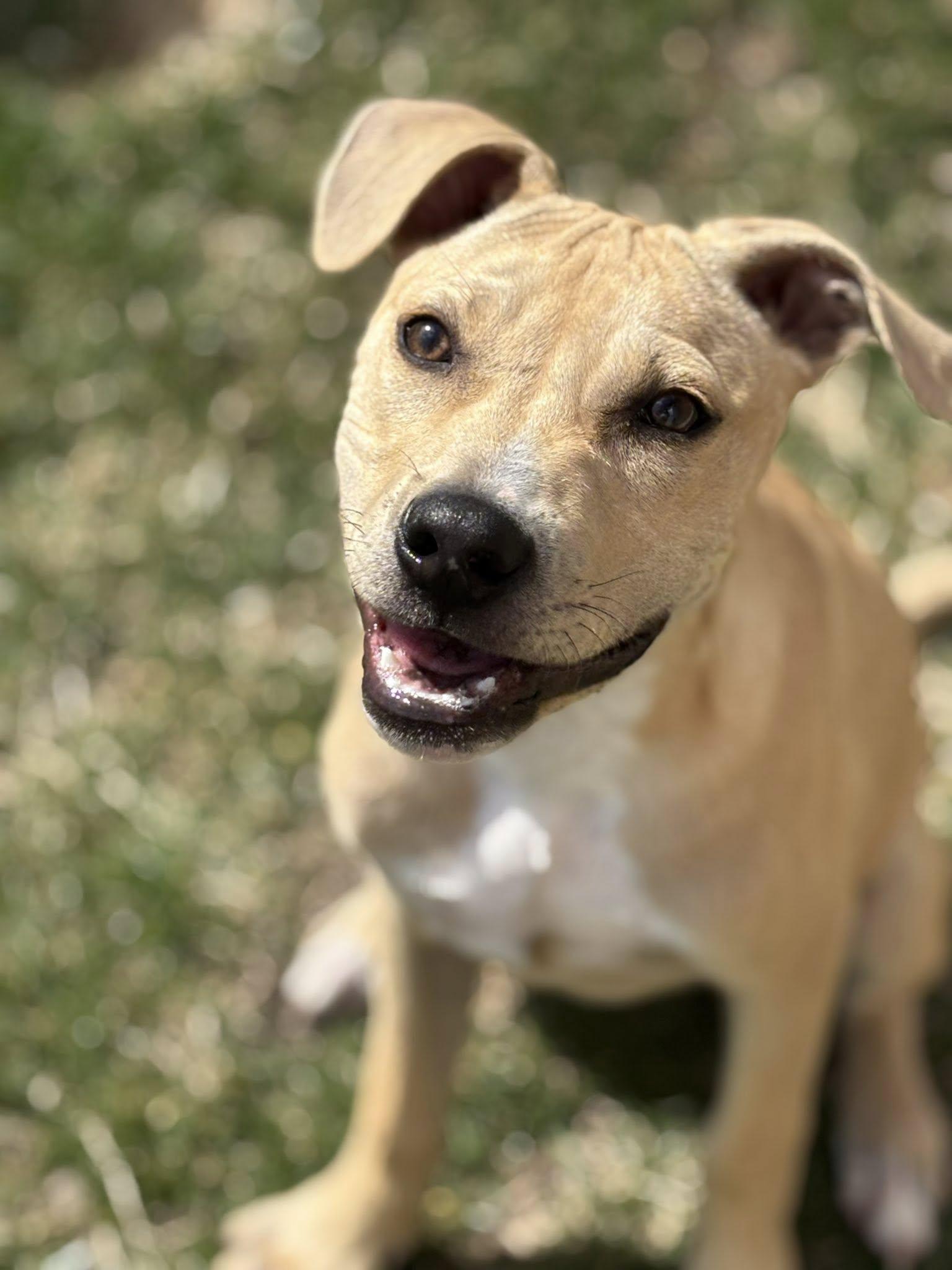 Enlarge Endo, a Adoptable mixed breed in Watertown, WI image 6/6