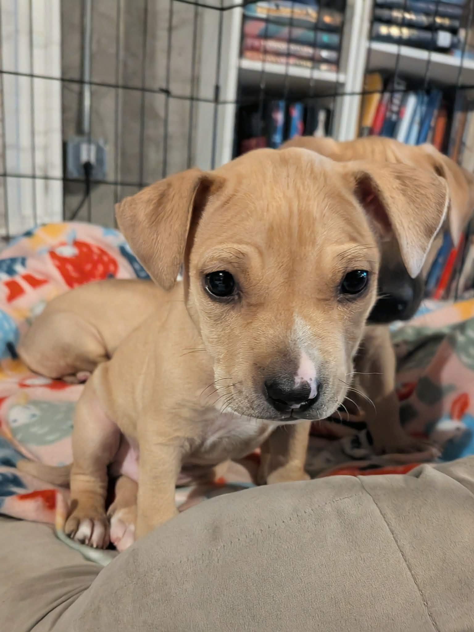 Enlarge Endo, a ADOPTABLE Mixed Breed in Watertown, WI image 2/3