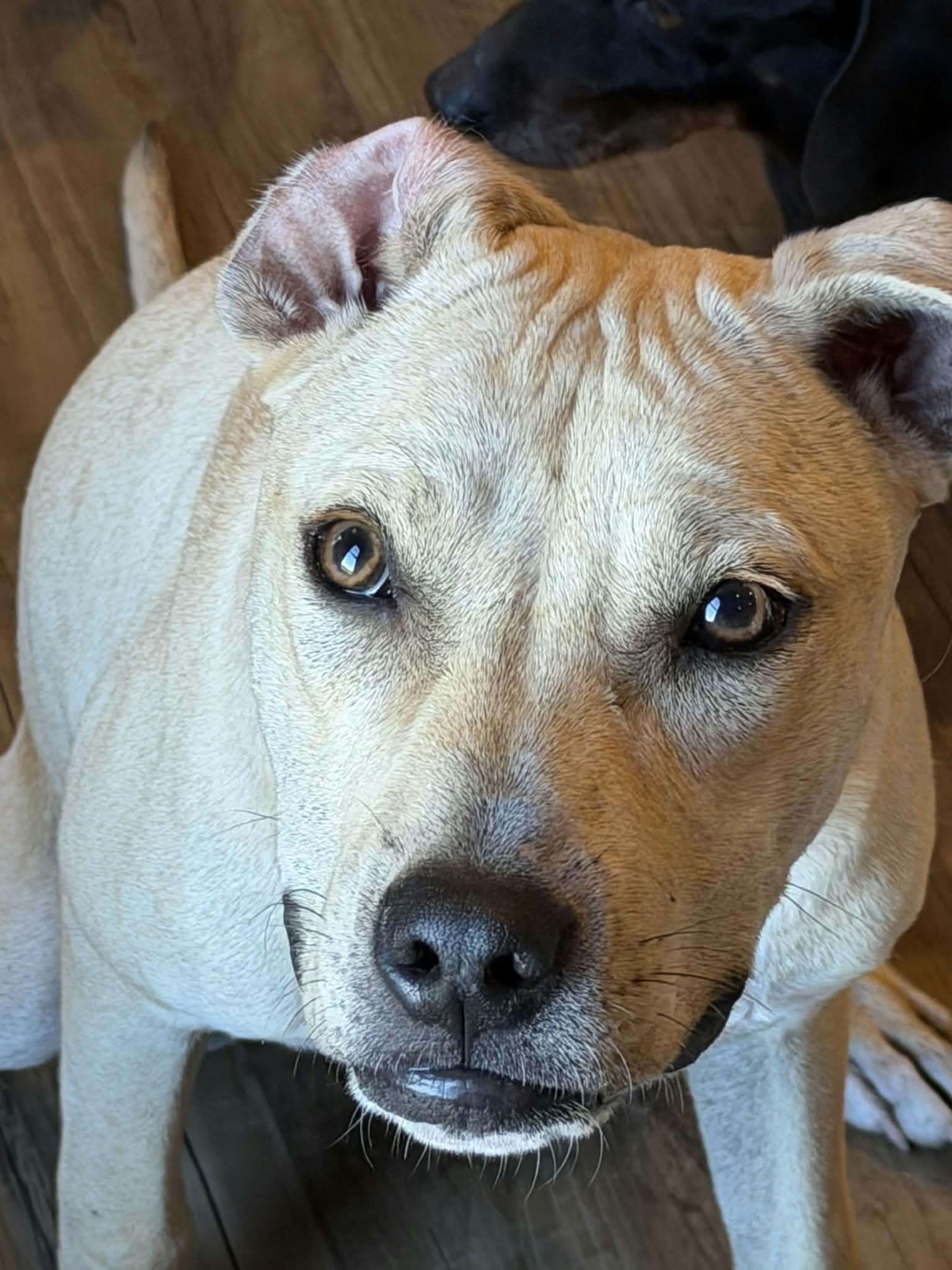 Enlarge Endo, a Adoptable mixed breed in Watertown, WI image 4/6