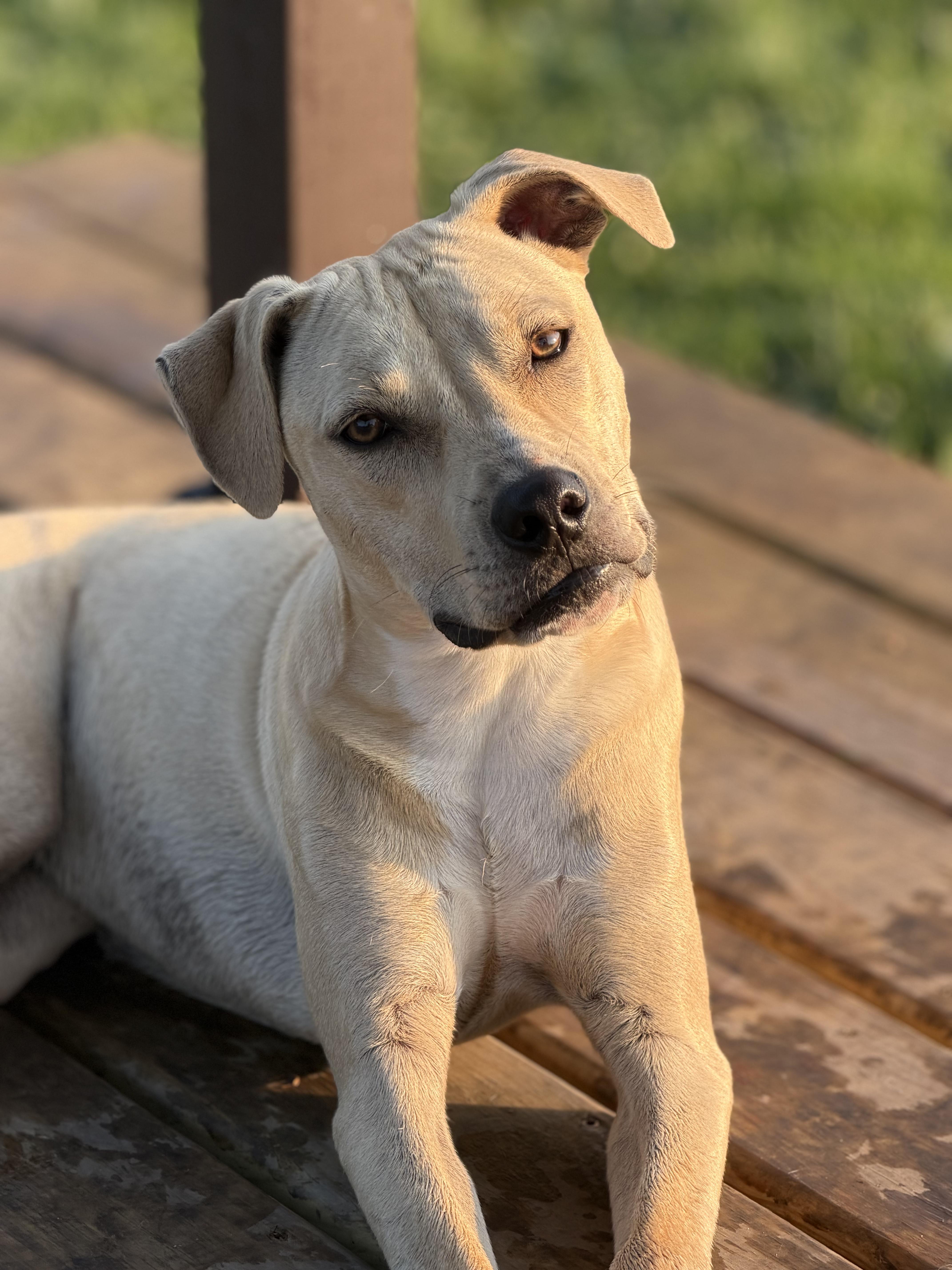 Enlarge Endo, a Adoptable mixed breed in Watertown, WI image 1/6