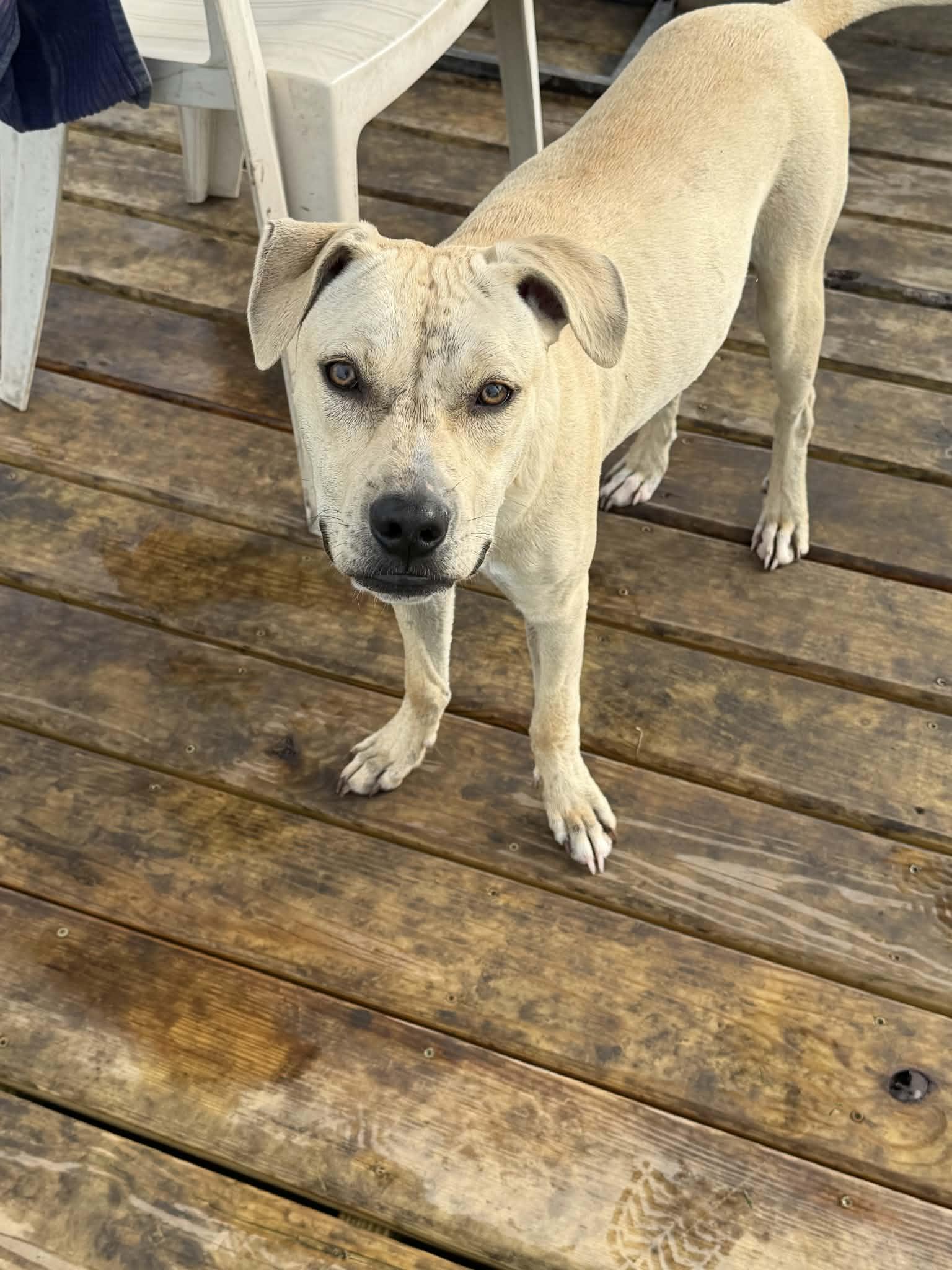 Enlarge Endo, a Adoptable mixed breed in Watertown, WI image 5/6