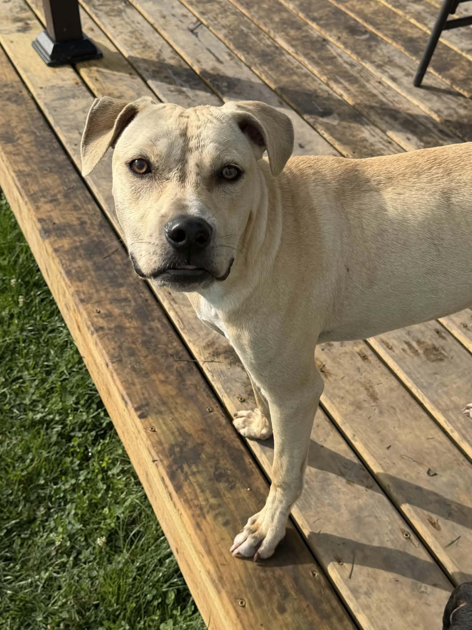 Enlarge Endo, a Adoptable mixed breed in Watertown, WI image 2/6