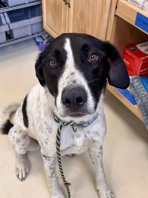 Obie, a Adoptable German Shorthaired Pointer in Webster, WI image 2/2