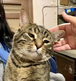 Cricket, adopted, Adult Male Domestic Short Hair.