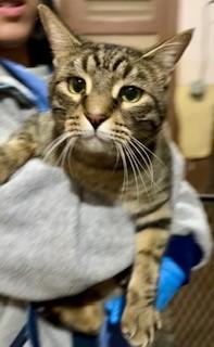 Enlarge Cricket, an adopted Domestic Short Hair in Noble, OK image 2/2